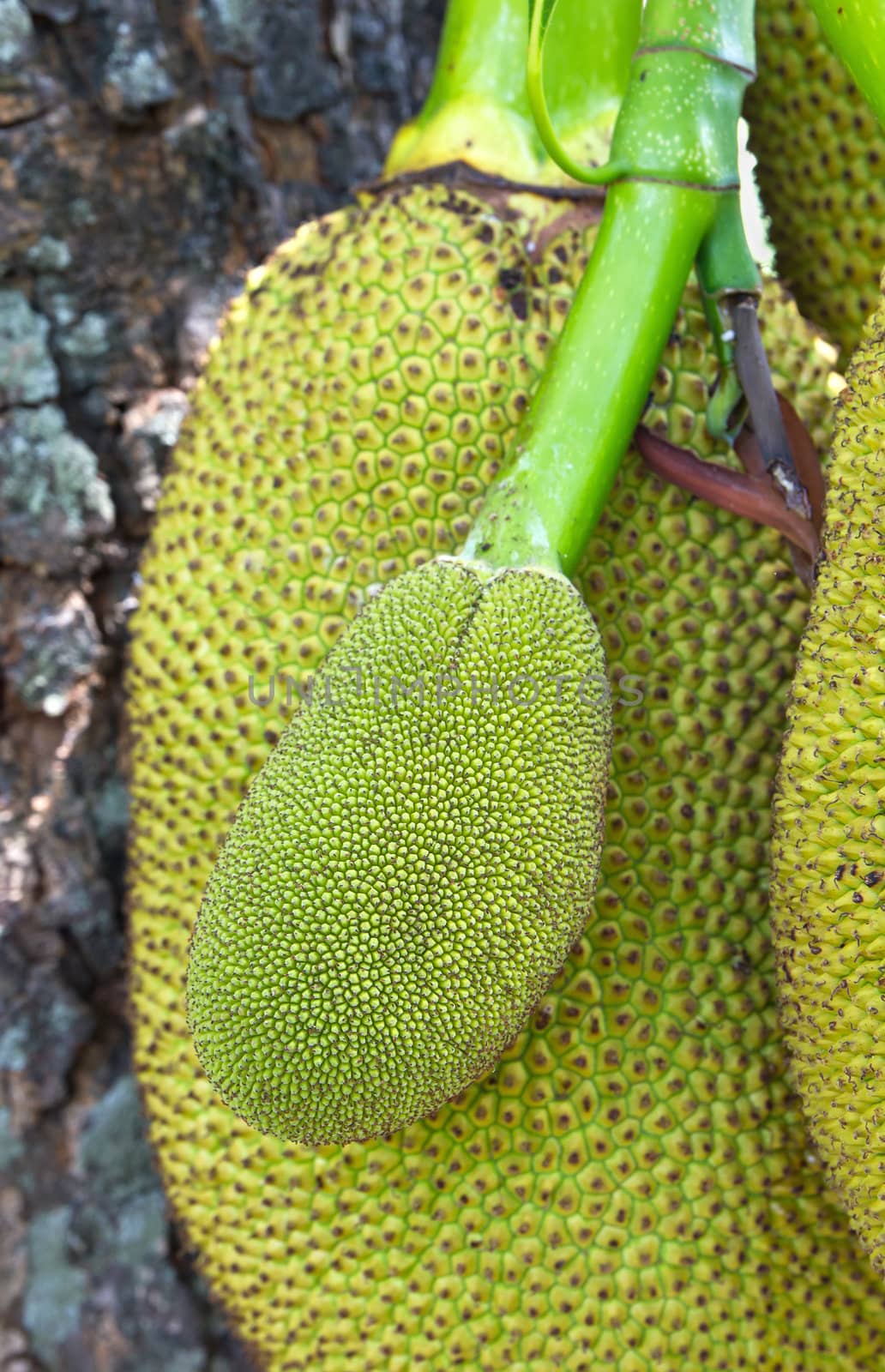 Jack Fruit hanging on the tree in Thailand