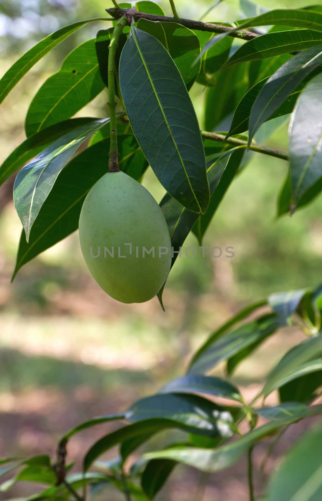 Marian plum or maprang (thai fruit) hang on tree