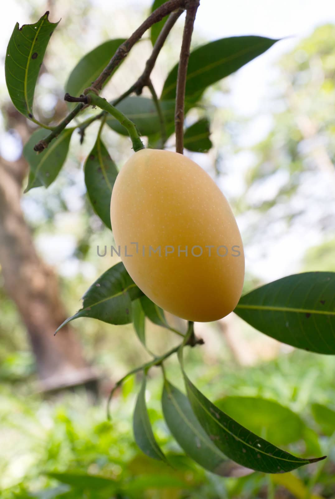 Marian plum or maprang (thai fruit) hang on tree