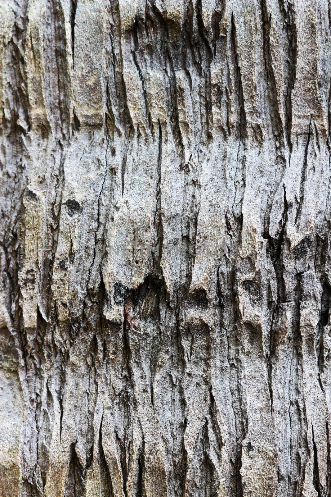 closes - up bark