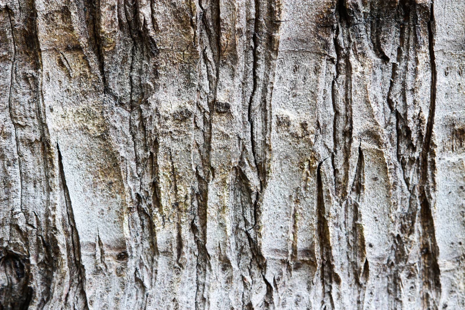 closes - up bark by bajita111122