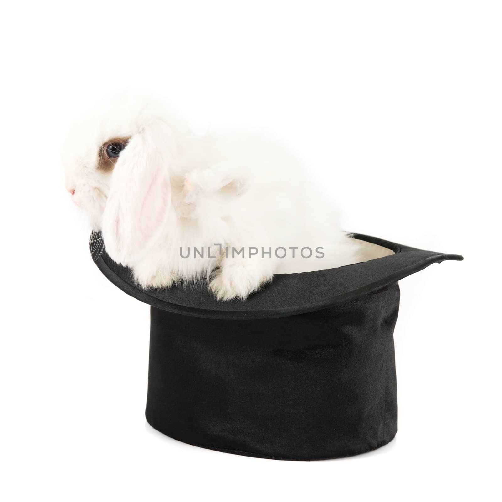 Little rabbit at black hat isolated on a white background