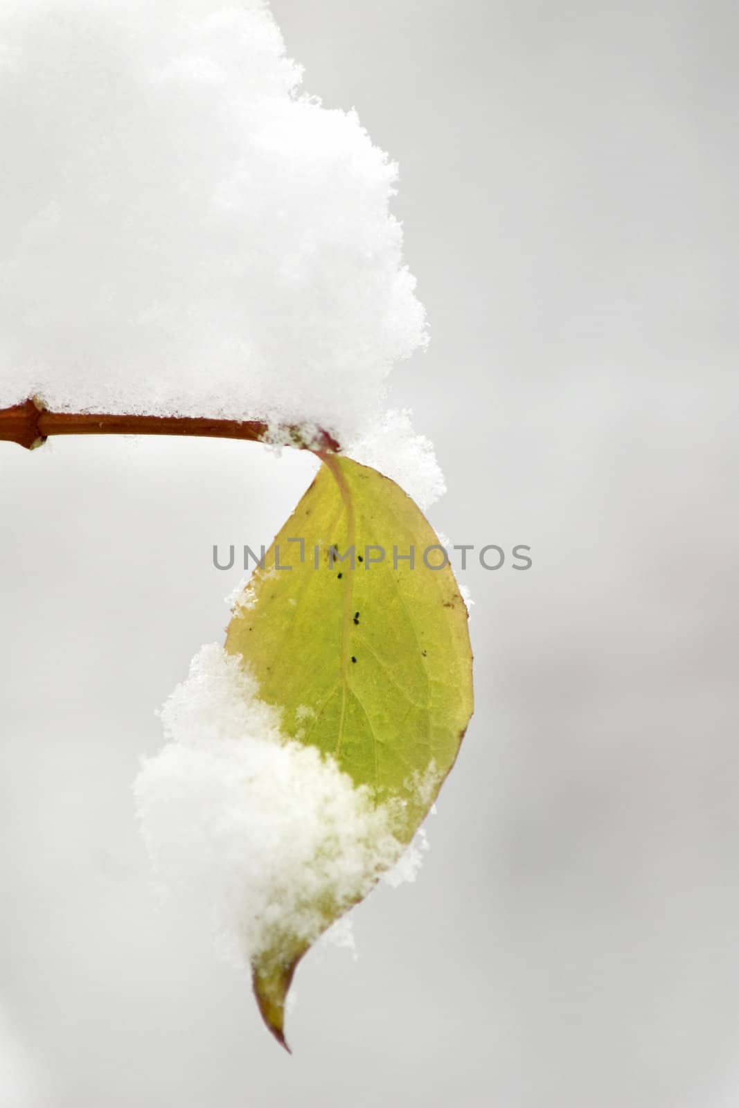 An image of green leaf and snow