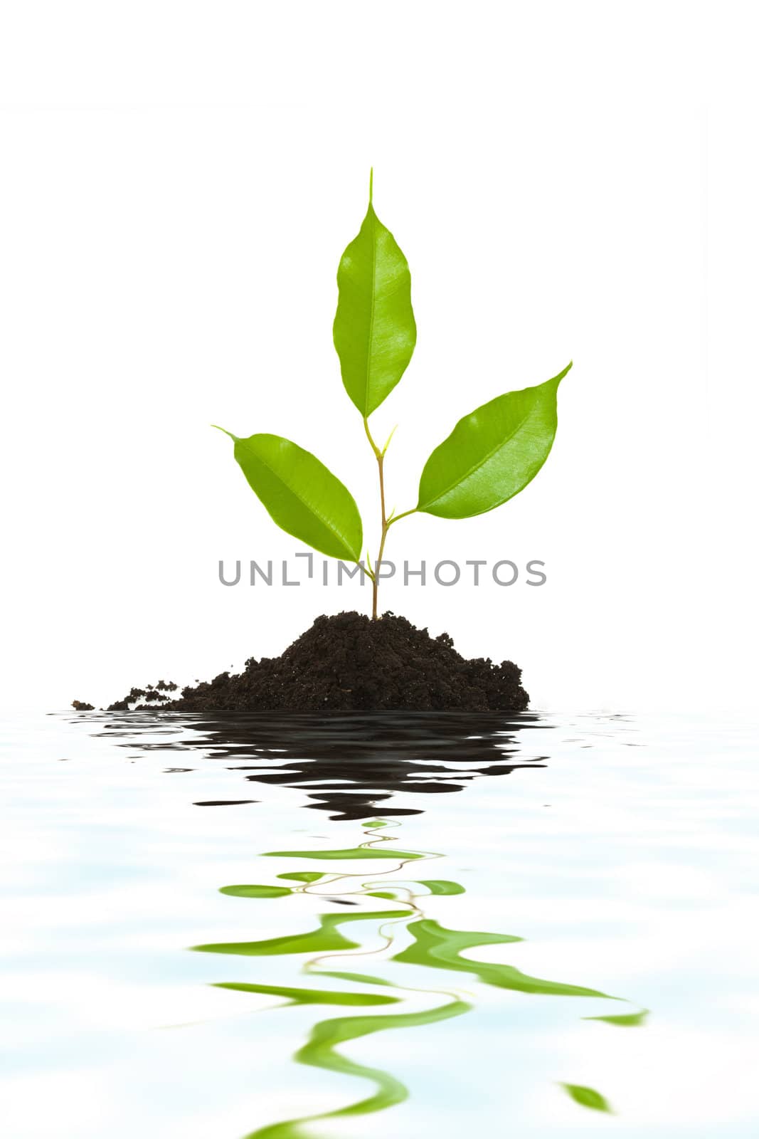 An image of a tiny green plant and water
