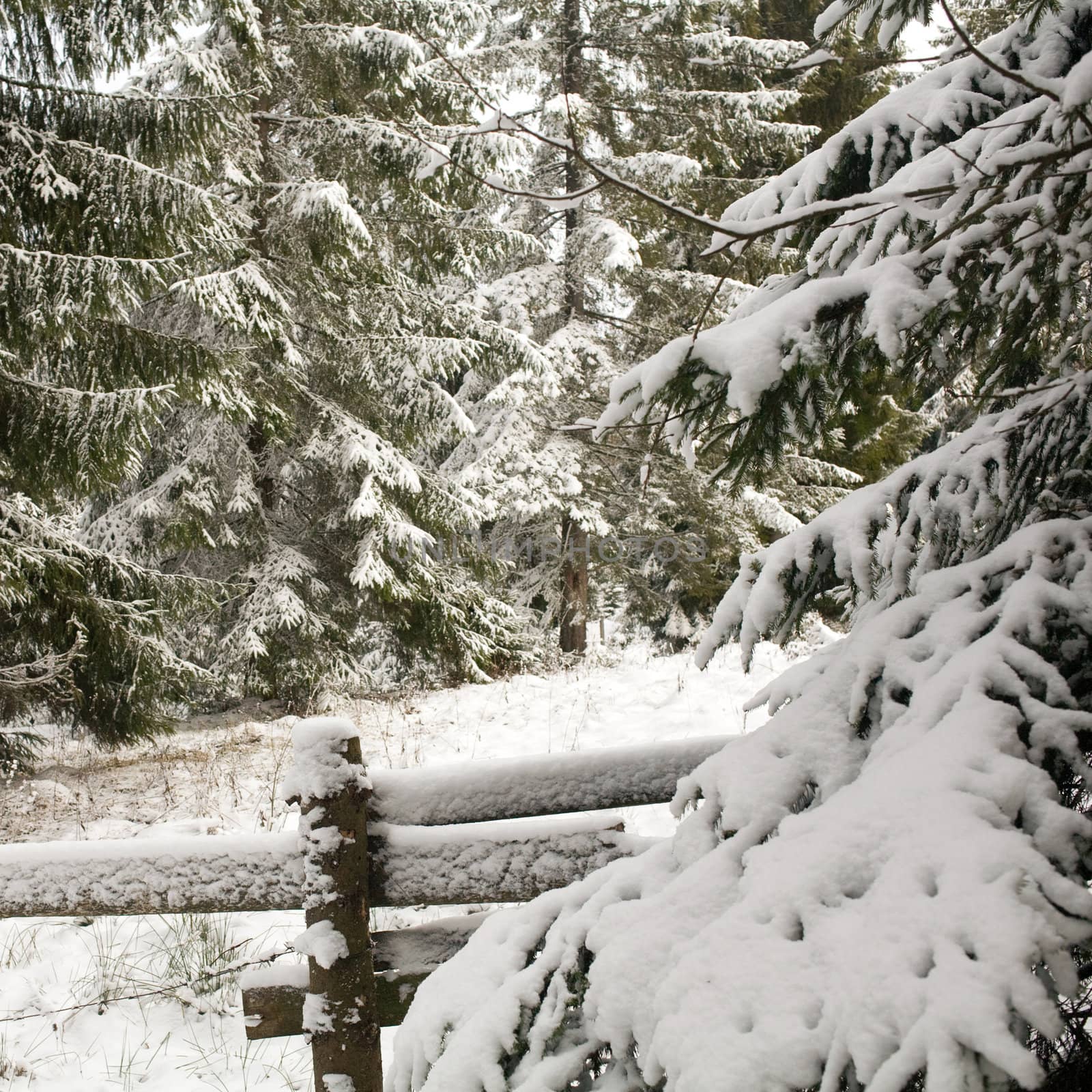 An image of green furtrees covered with snow