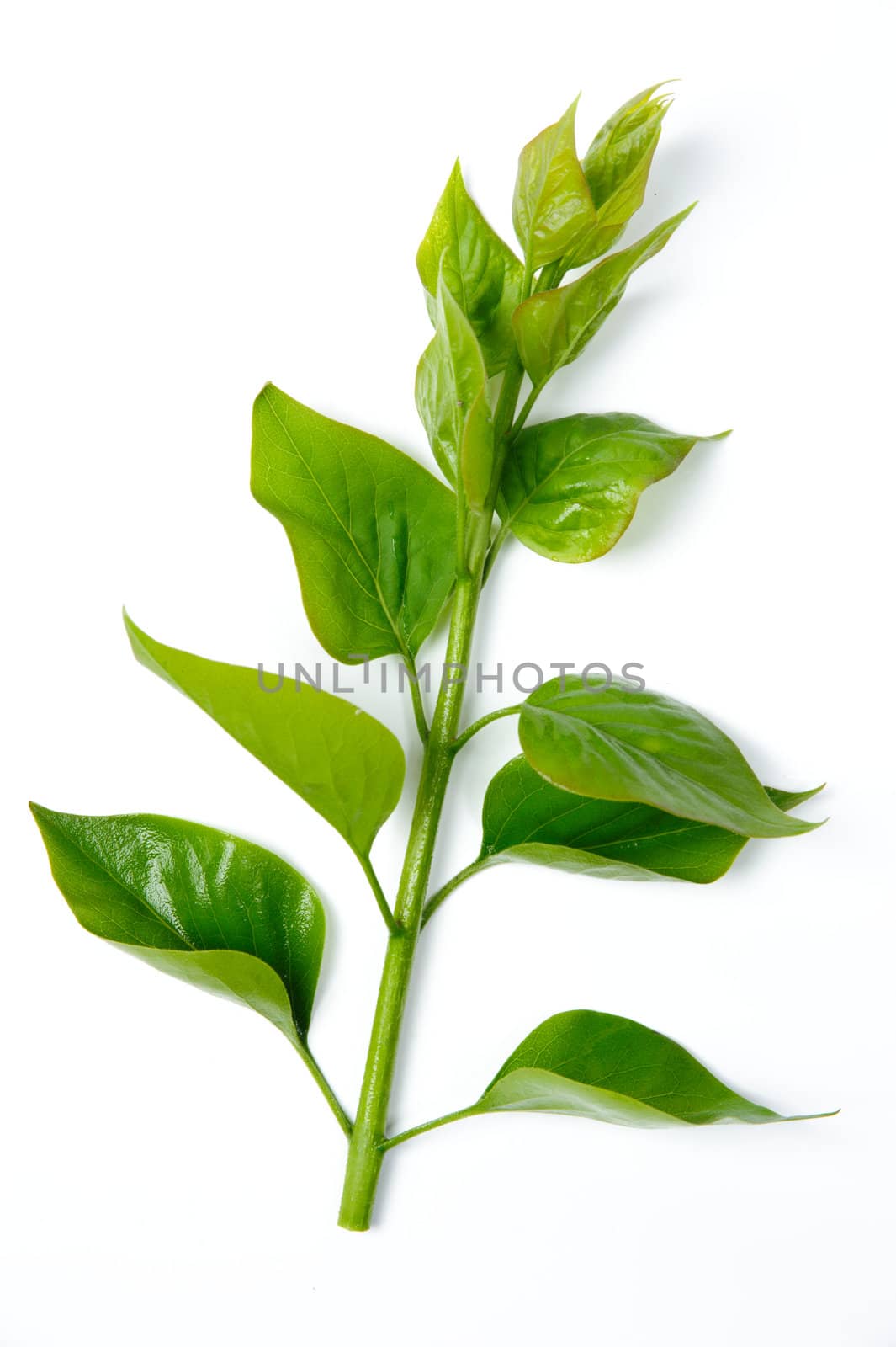 An image of a little branch of green plant