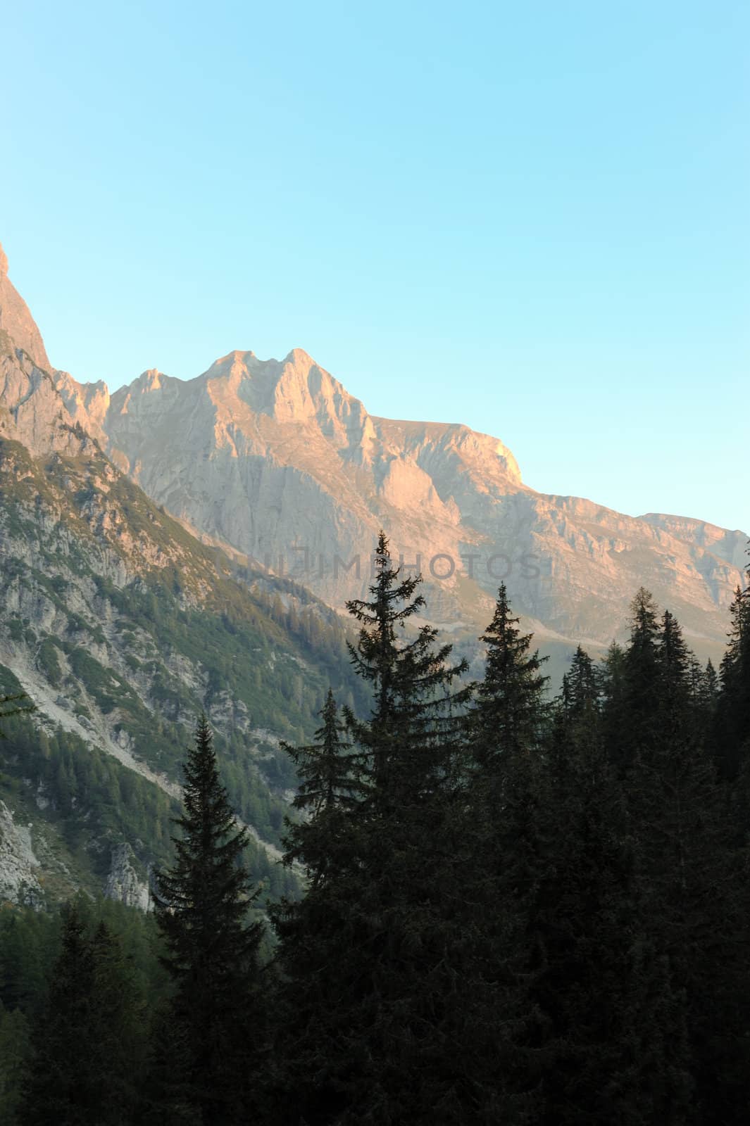 An image of evening mountains and fir-trees
