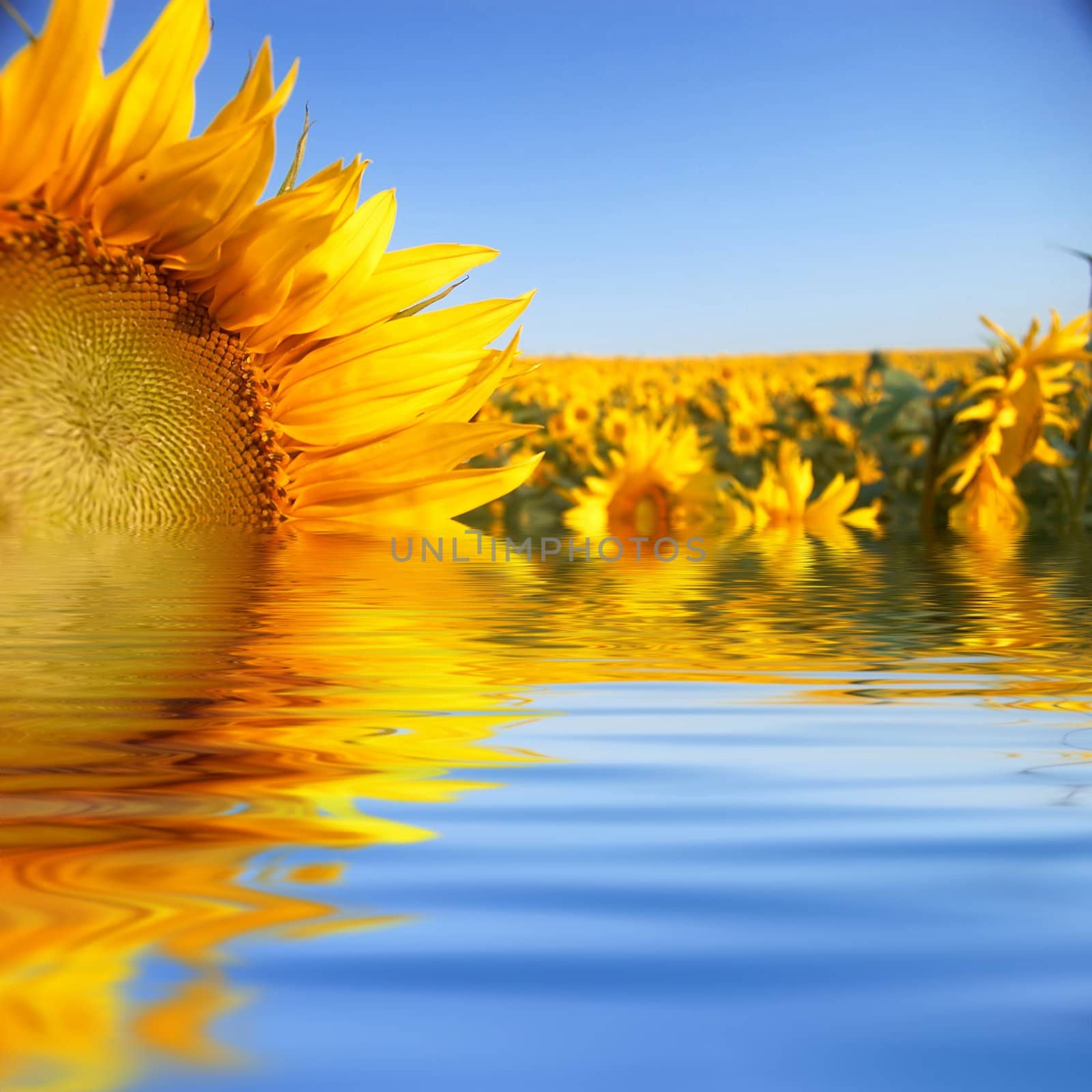 An image of sunflowers on background of sky