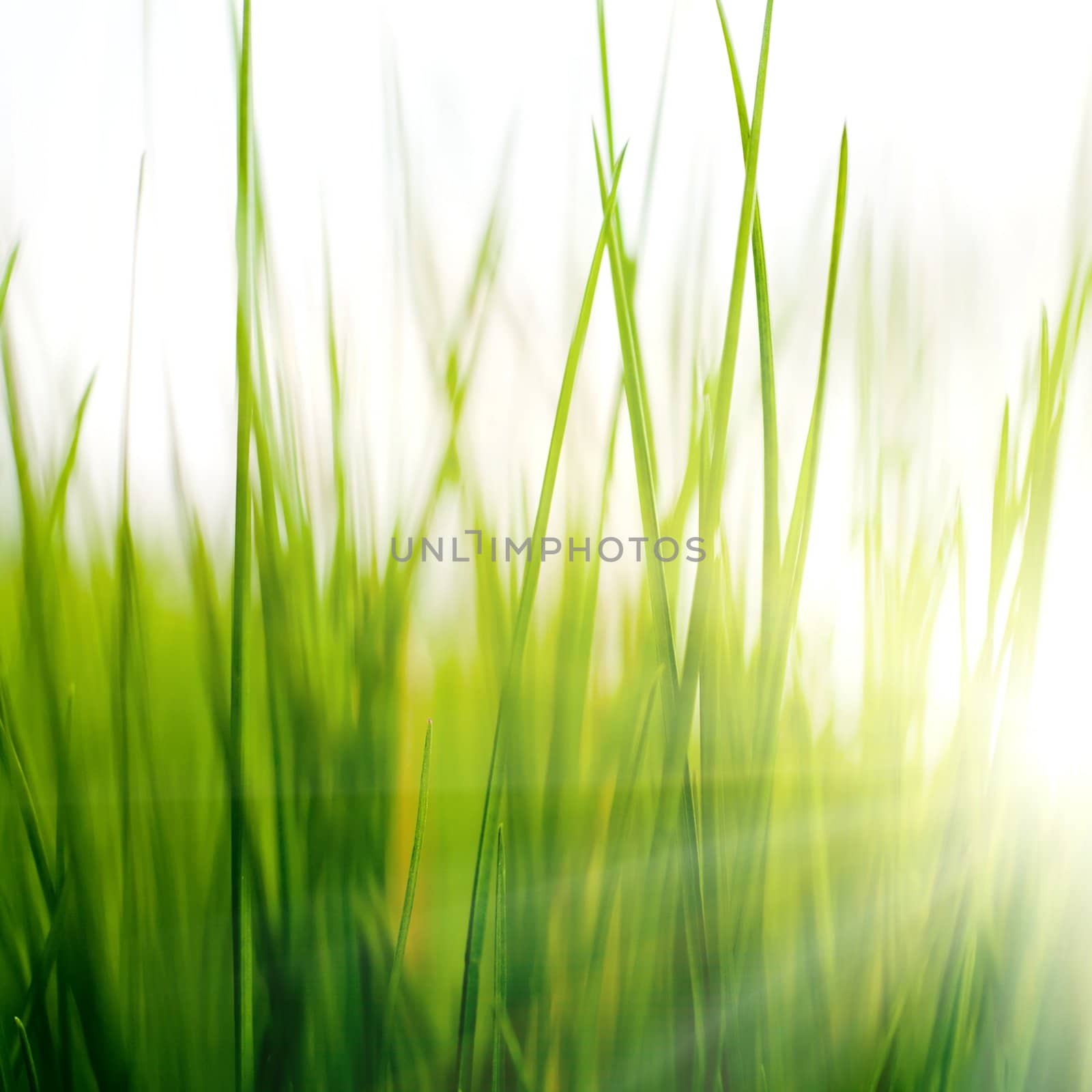 An image of green grass and sunlight