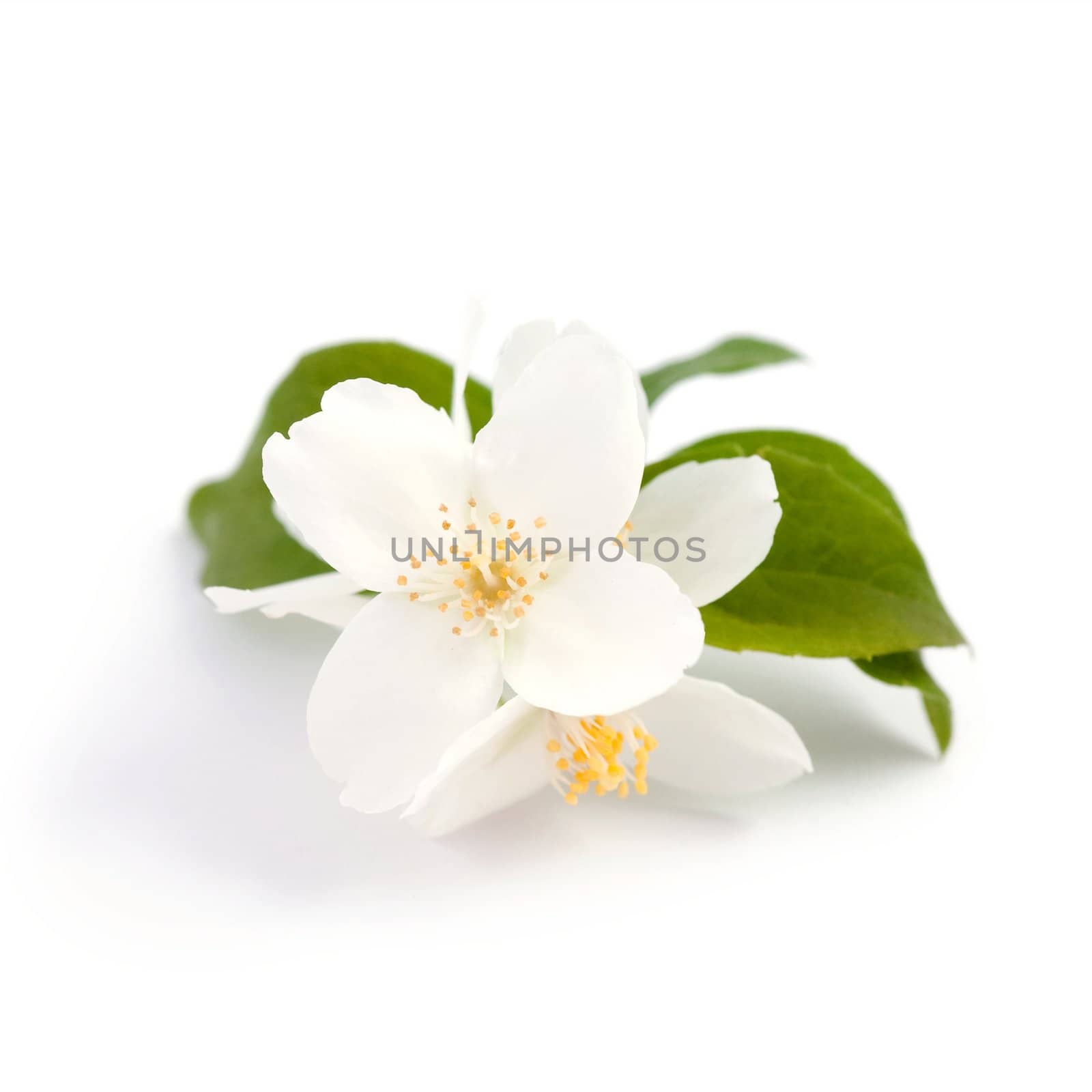 An image of beautiful flowers of jasmine