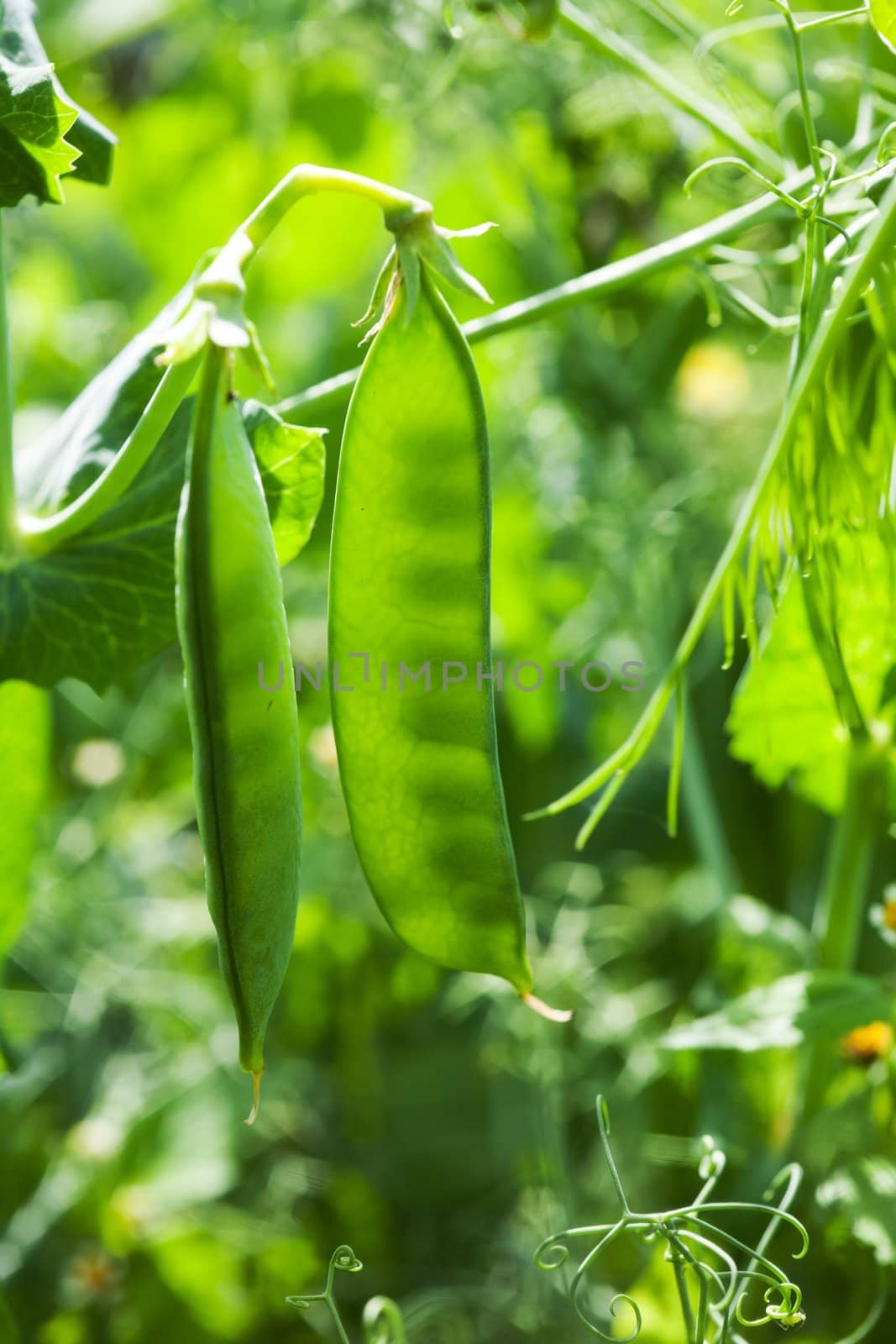 An image of a pod of fresh green bean