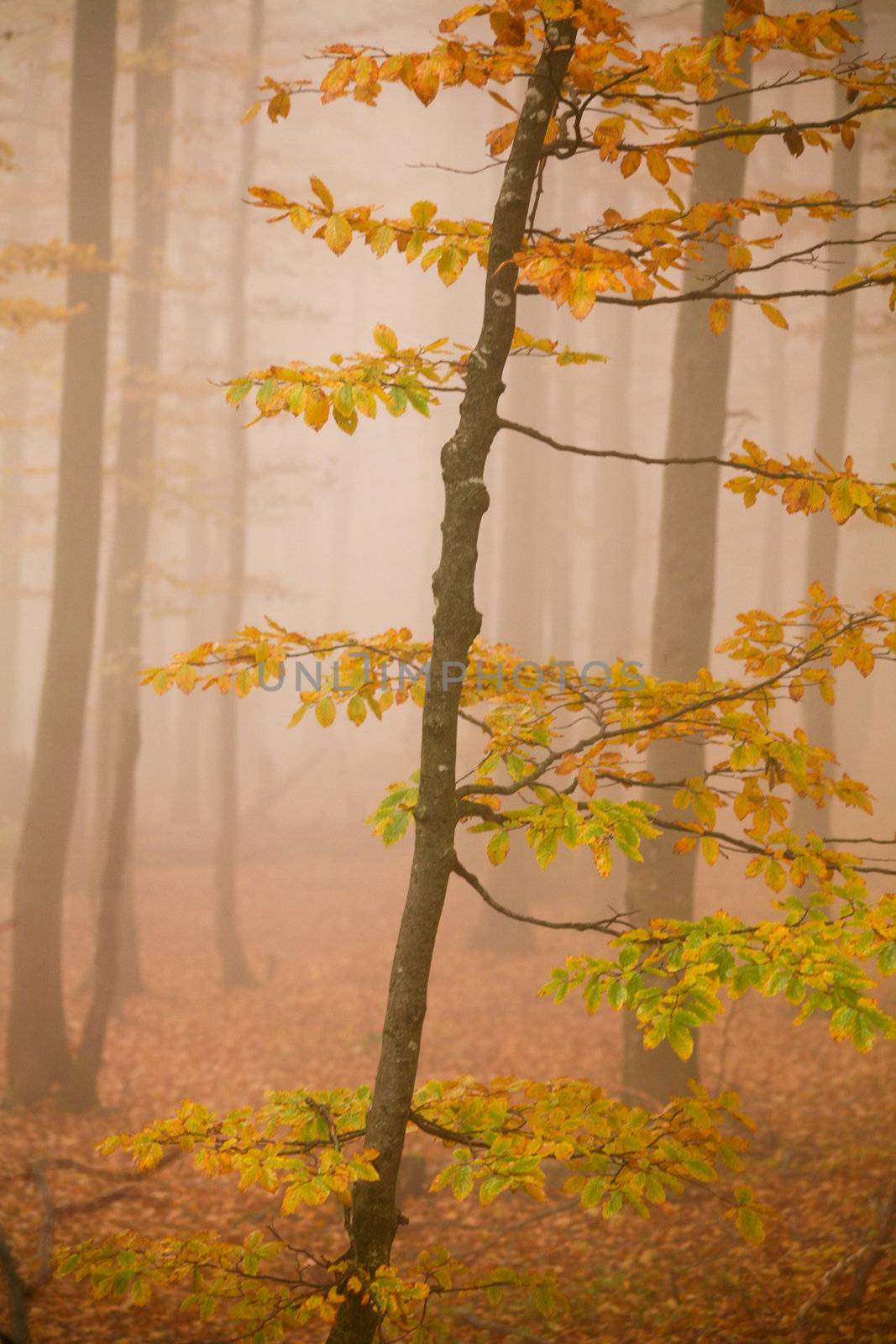 Misty forest by velkol