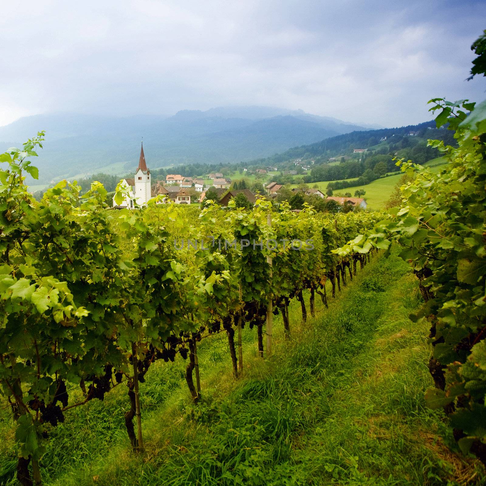 An image of a vineyard and village