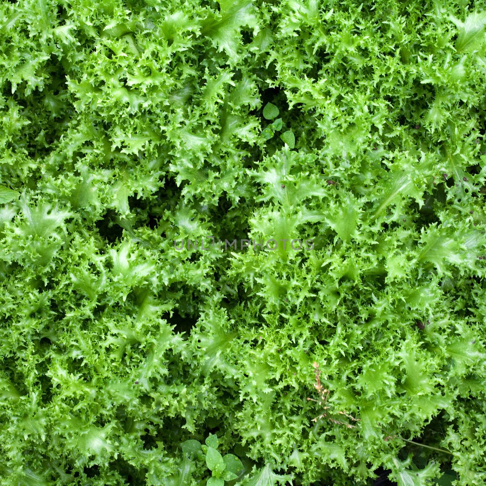 An image of healthy food: green lettuce