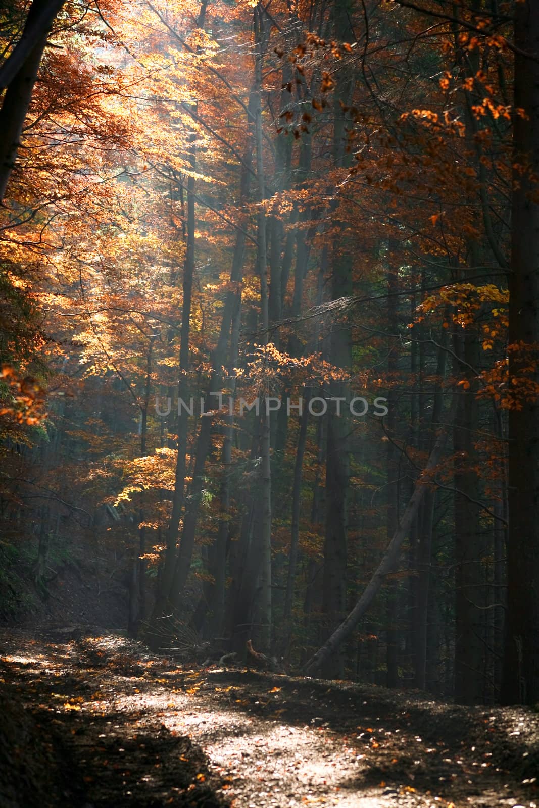 Autumn in a forest by velkol