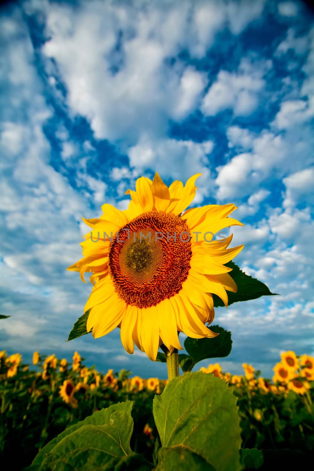 An image of yellow sunflower on dramatic background