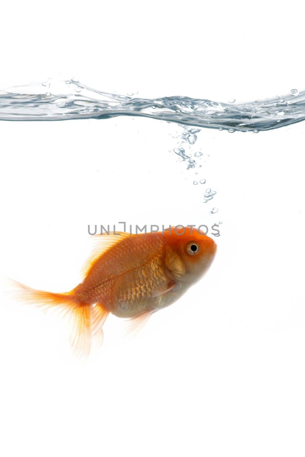 An image of goldfish "breathing" in water