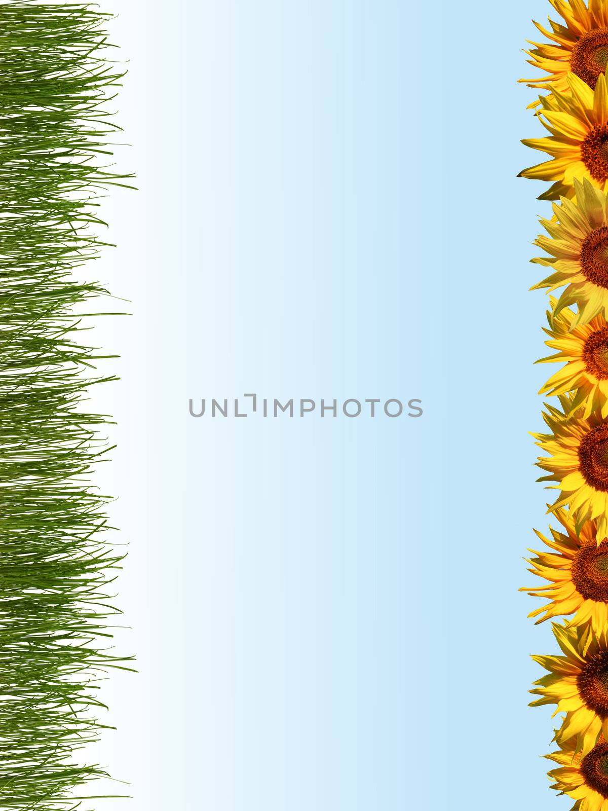 Line of sunflowers by velkol