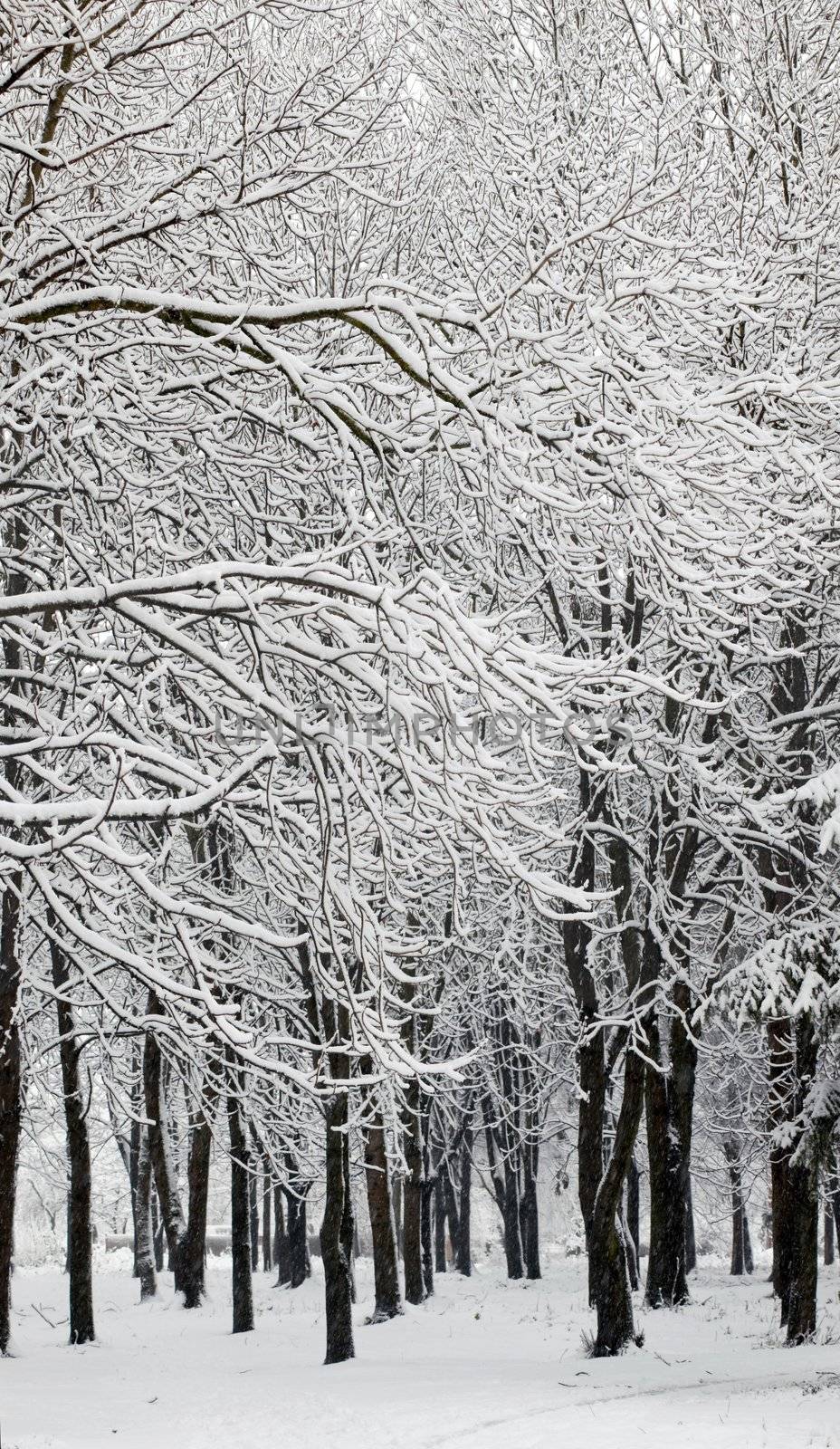An image of cover of snow on a trees