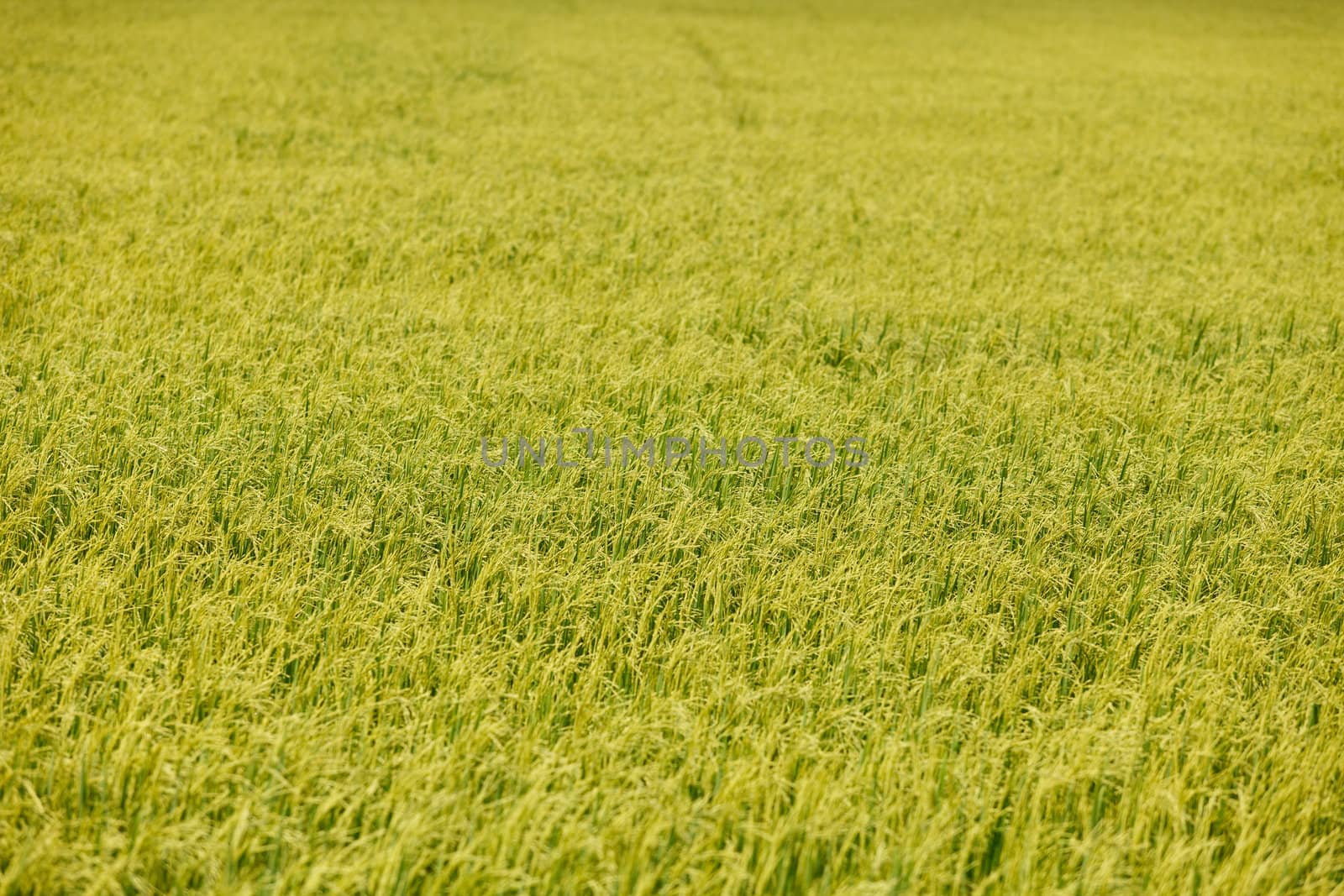 Green rice fields in Northern Highlands of Thailand