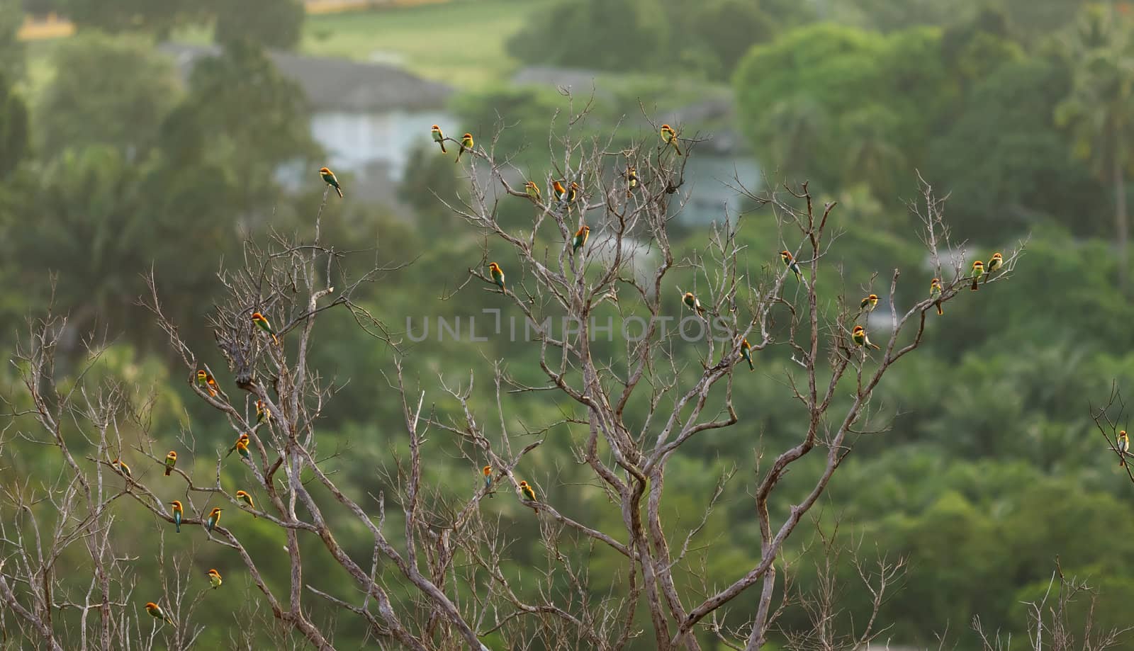 Birds on a branch of a dead tree.