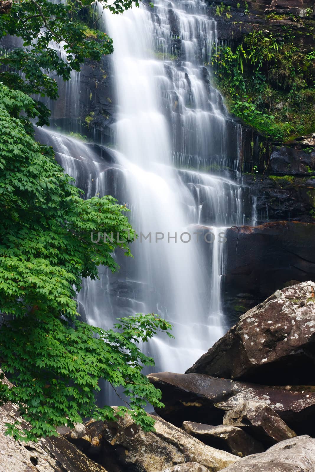 Beautiful rain forest and waterfall at Phukradung National Park,Thailand. 