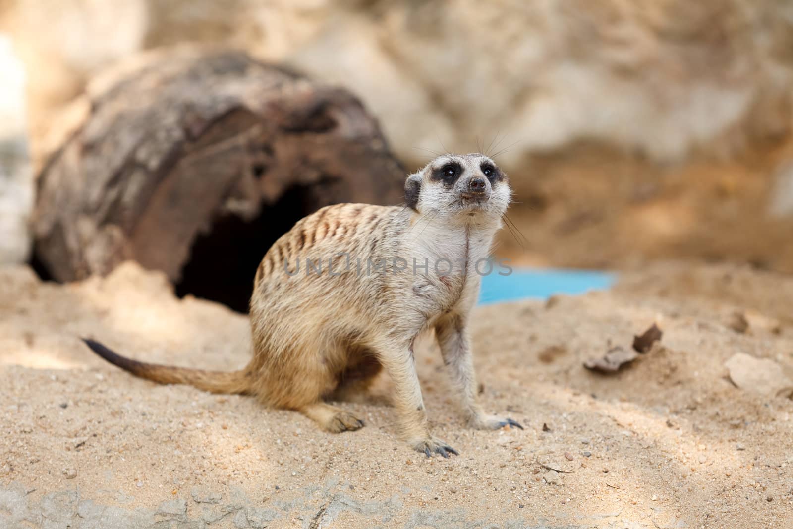 Suricate or Meerkat sitting on the sand by jame_j@homail.com