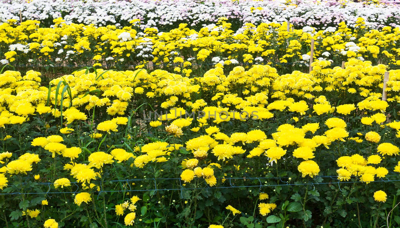 Colorful  chrysanthemum  flowers in garden