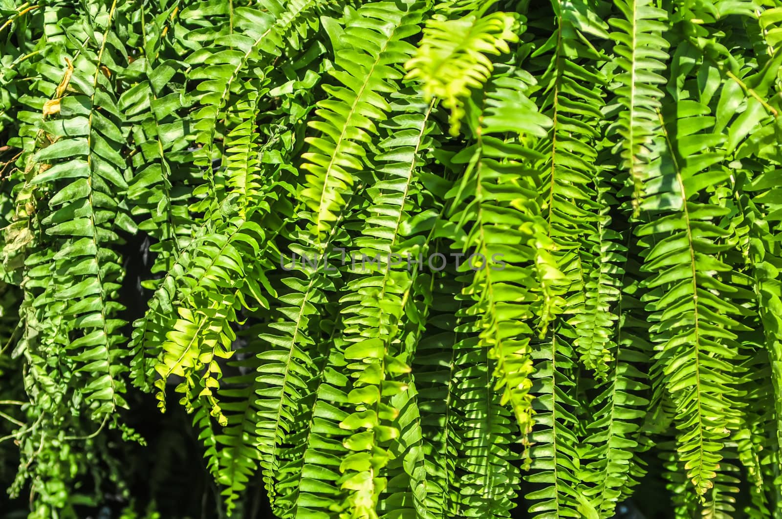Beautyful leaves of fern (Cyathea lepifera)