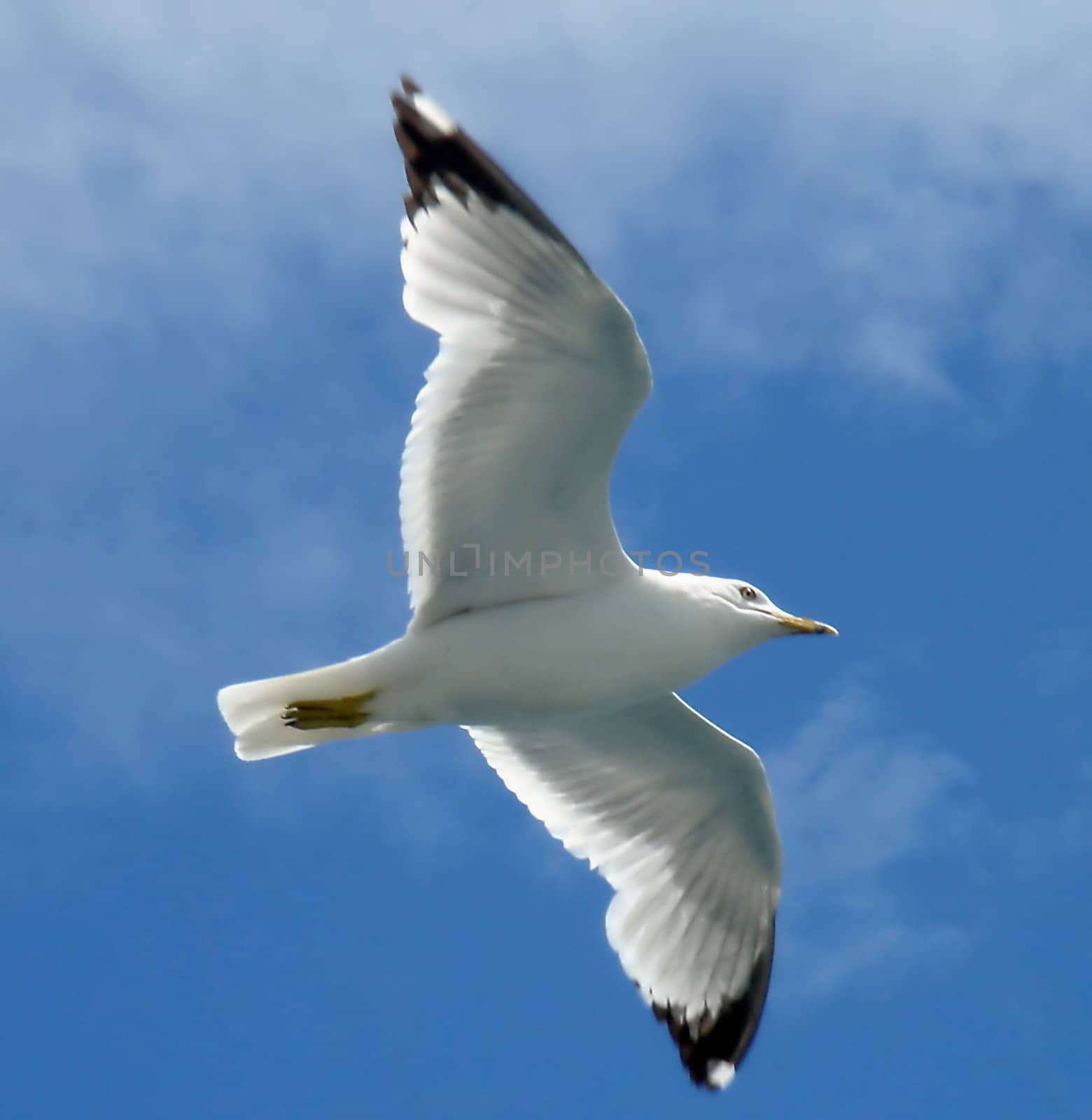 Close up of a white seagull flying in a blue sky with little clouds