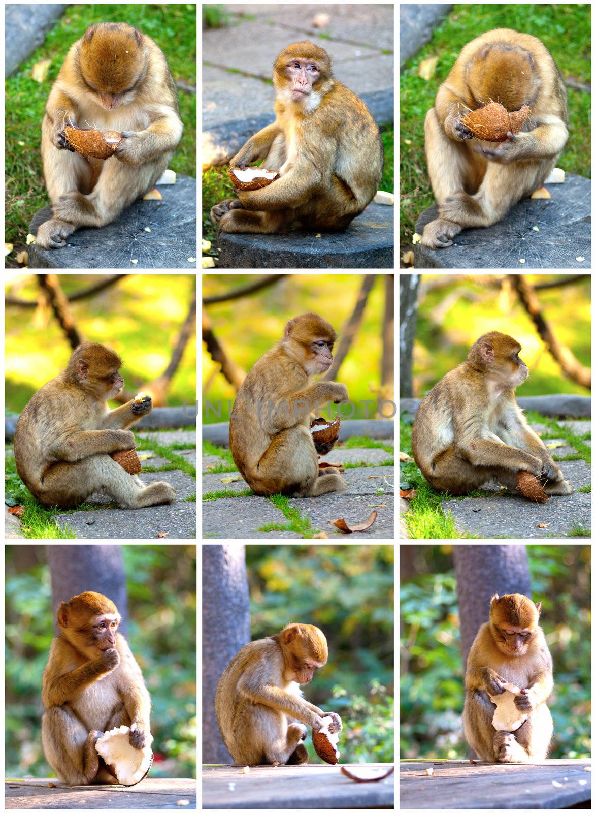 set of barbary macaque eating coconut by motorolka