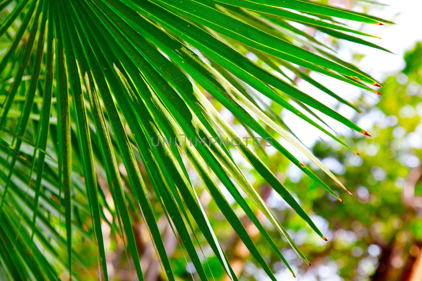 green palm leaf  by motorolka