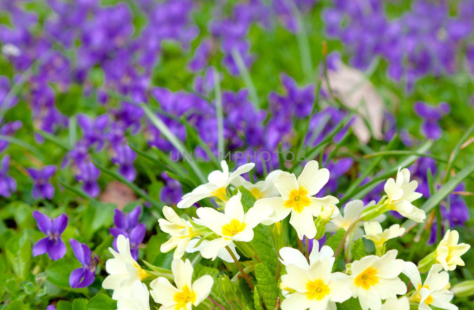 beautiful primulas on green grass, in the spring