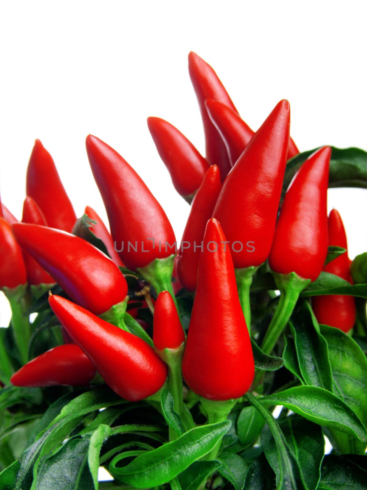 plant of red hot chili pepper, on white background