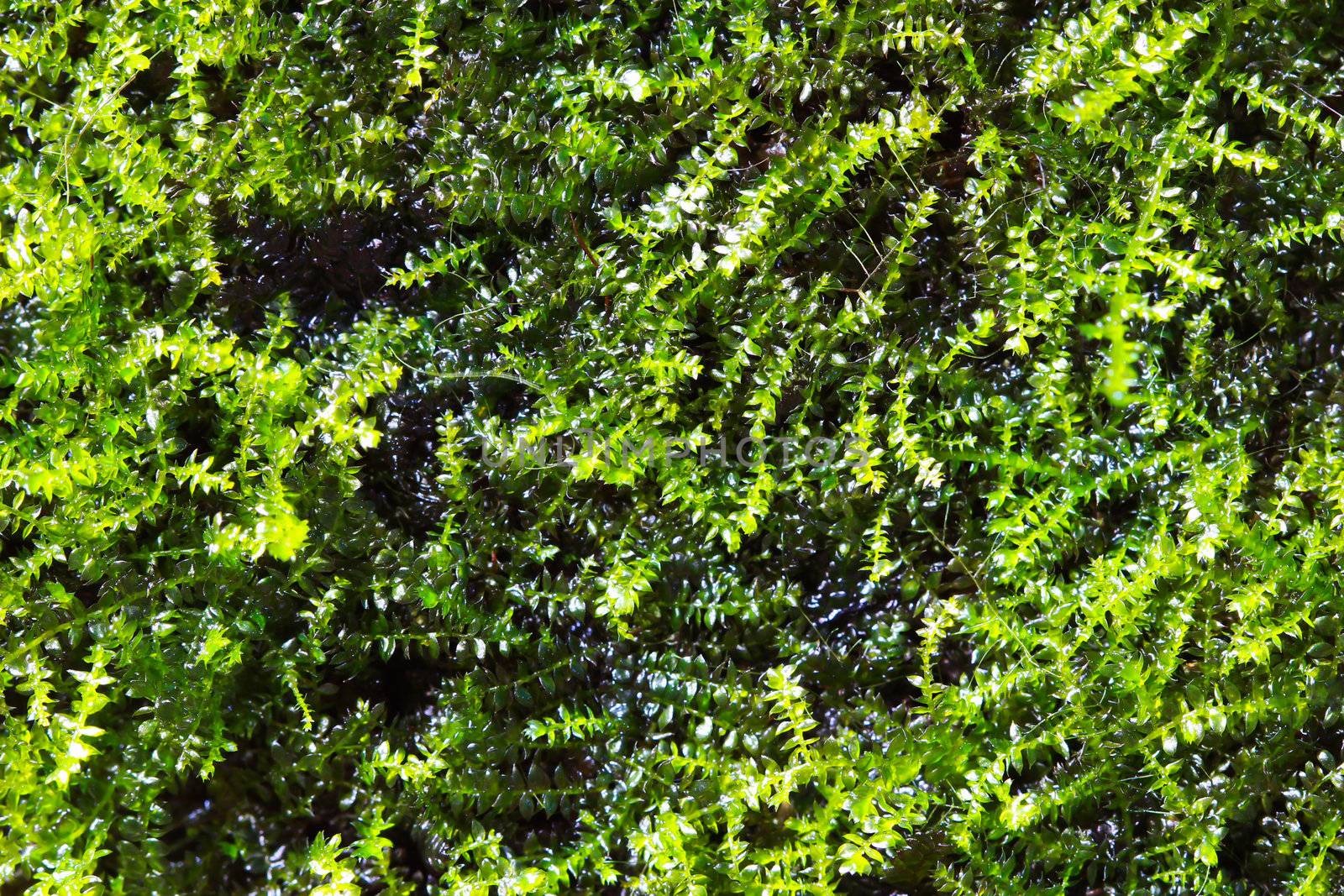 green algae texture : closes - up