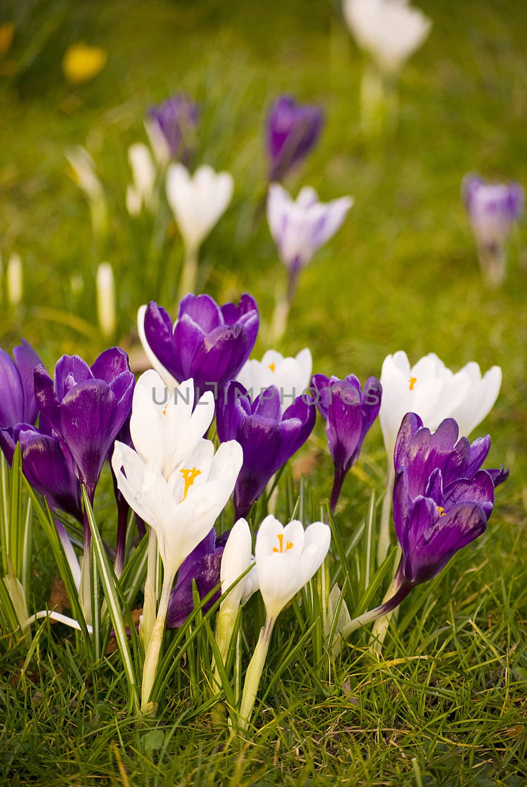 beautiful spring crocuses on a green grass in park