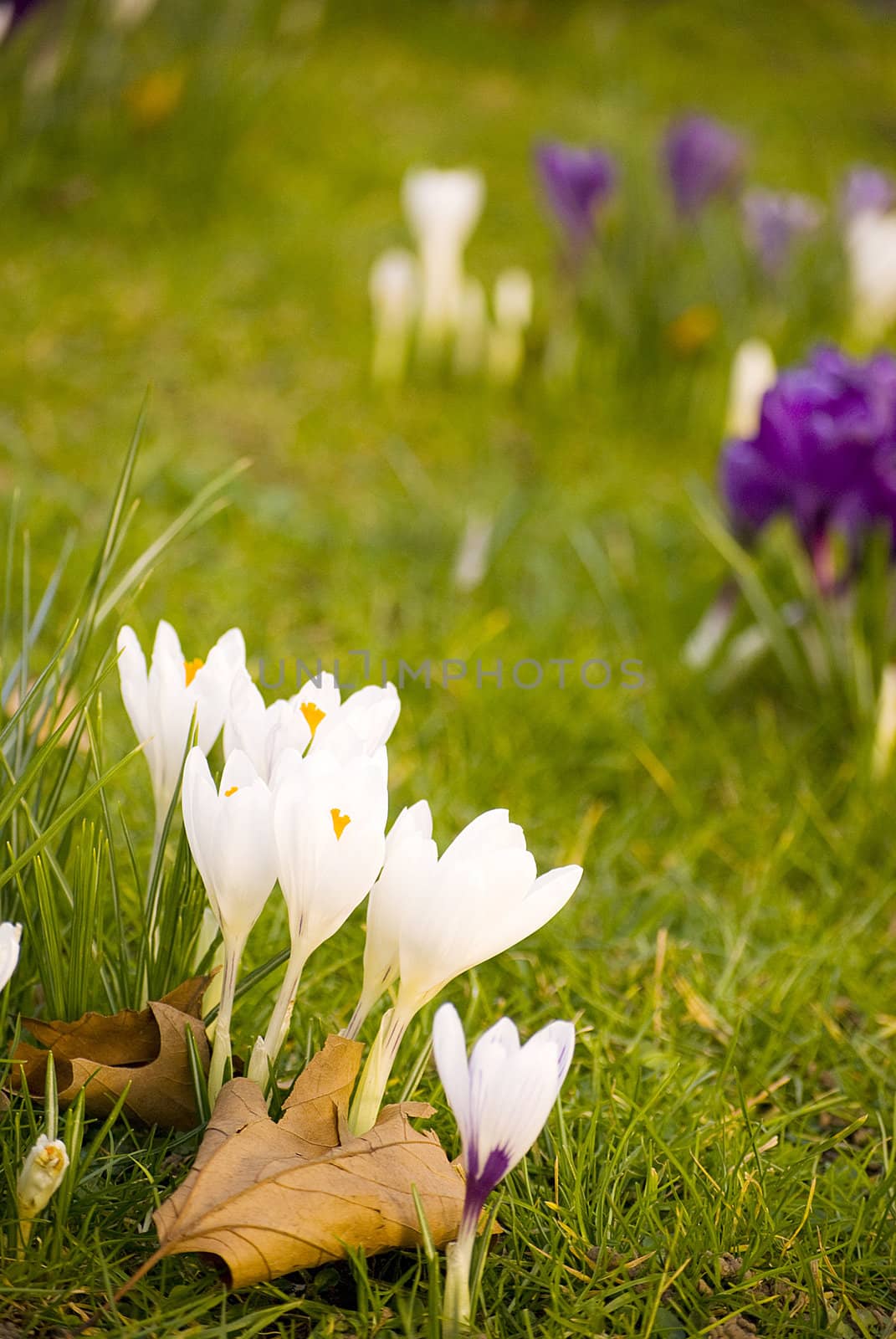 beautiful spring crocuses on a green grass in park