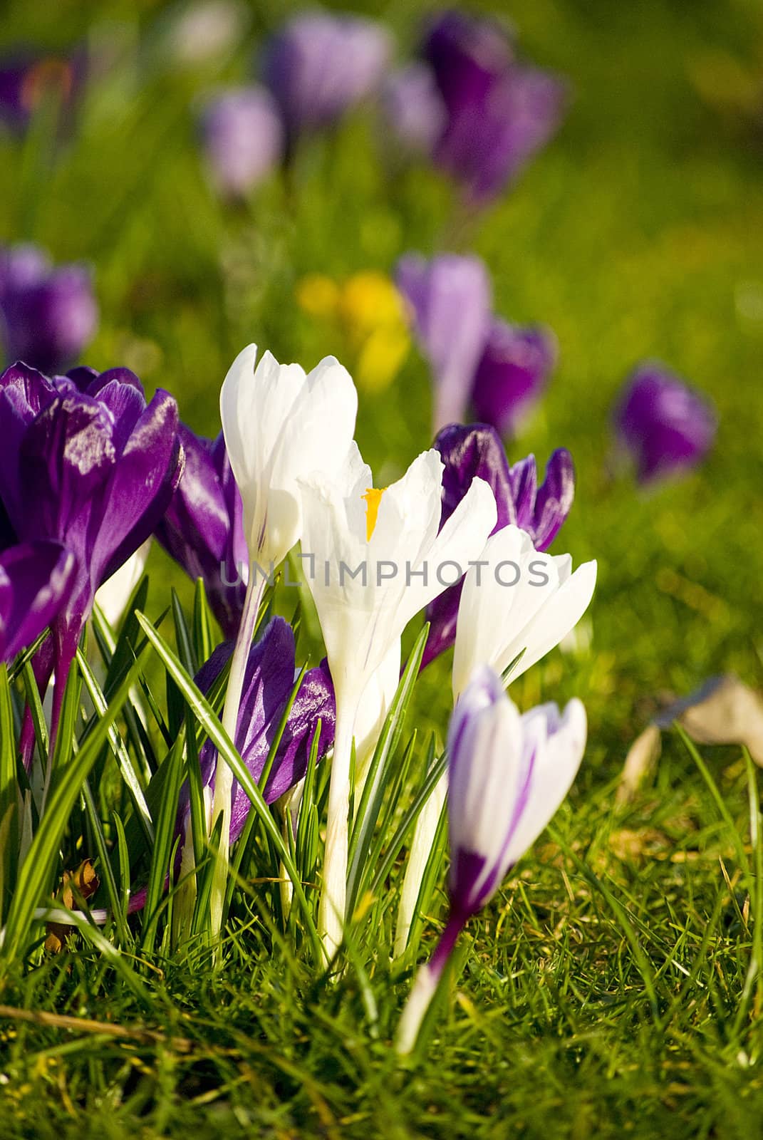 beautiful spring crocuses on a green grass in park