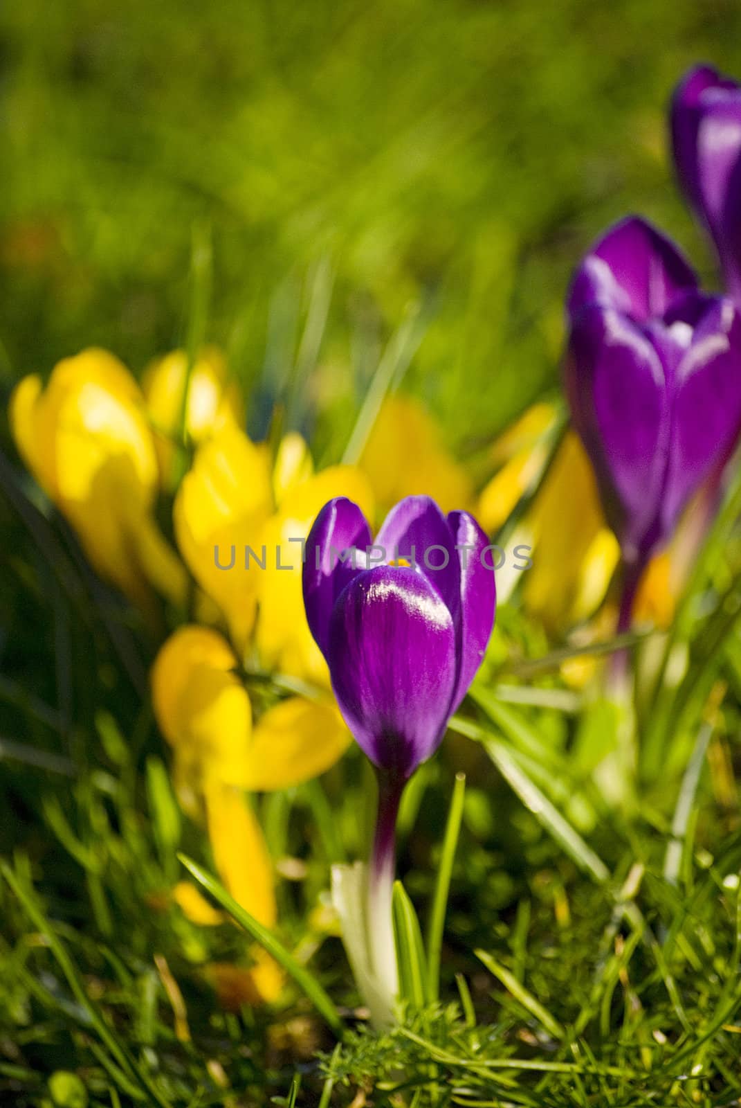 beautiful spring crocuses on a green grass in park