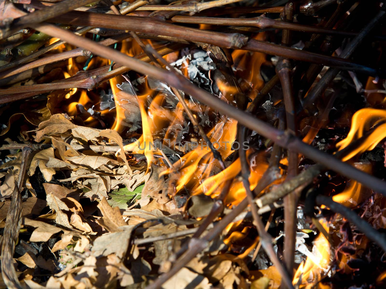 burning leafs and branches in the forest