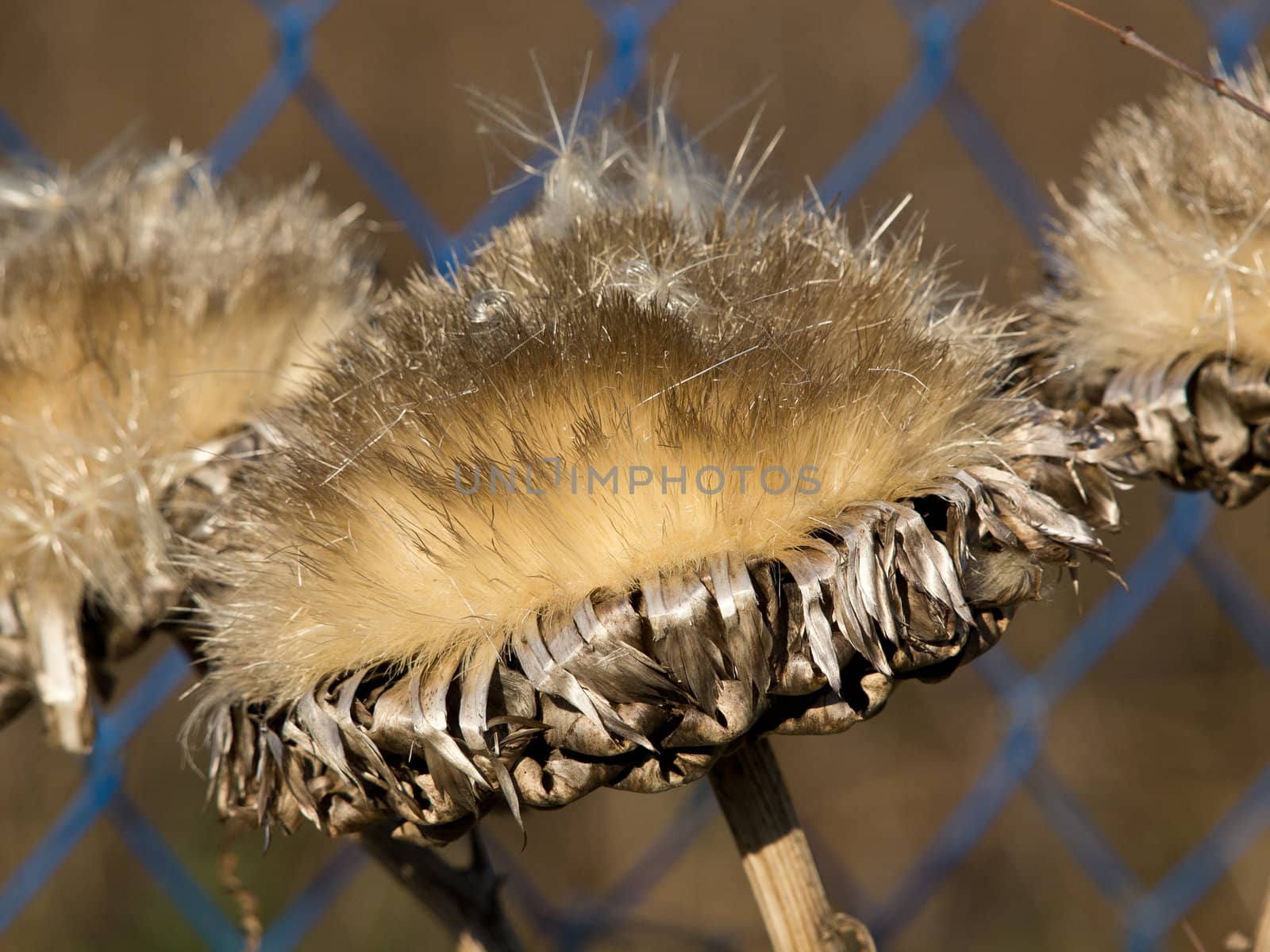 dry artichoke flover near the fence