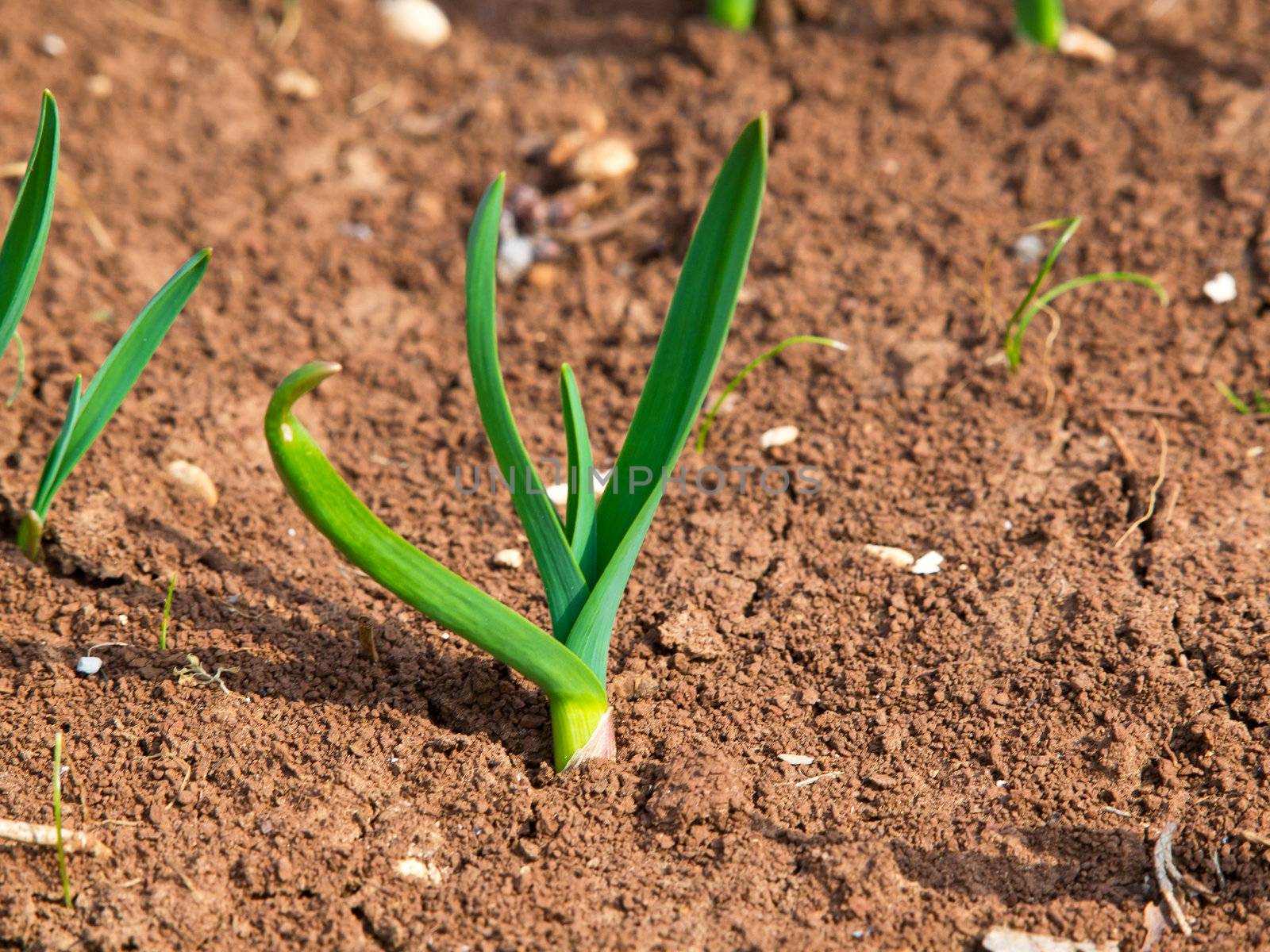 young plants of onion in the field