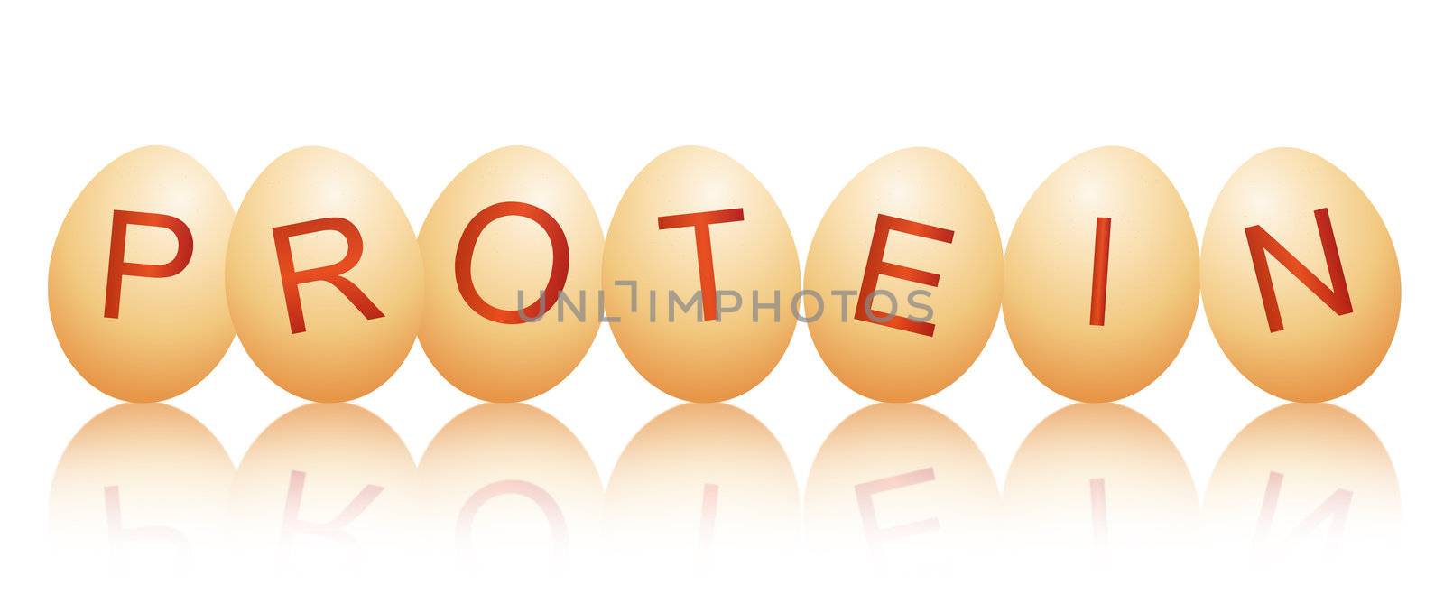 Illustration depicting a row of chicken eggs with letters spelling the word PROTEIN arranged over white and reflecting into the foreground.