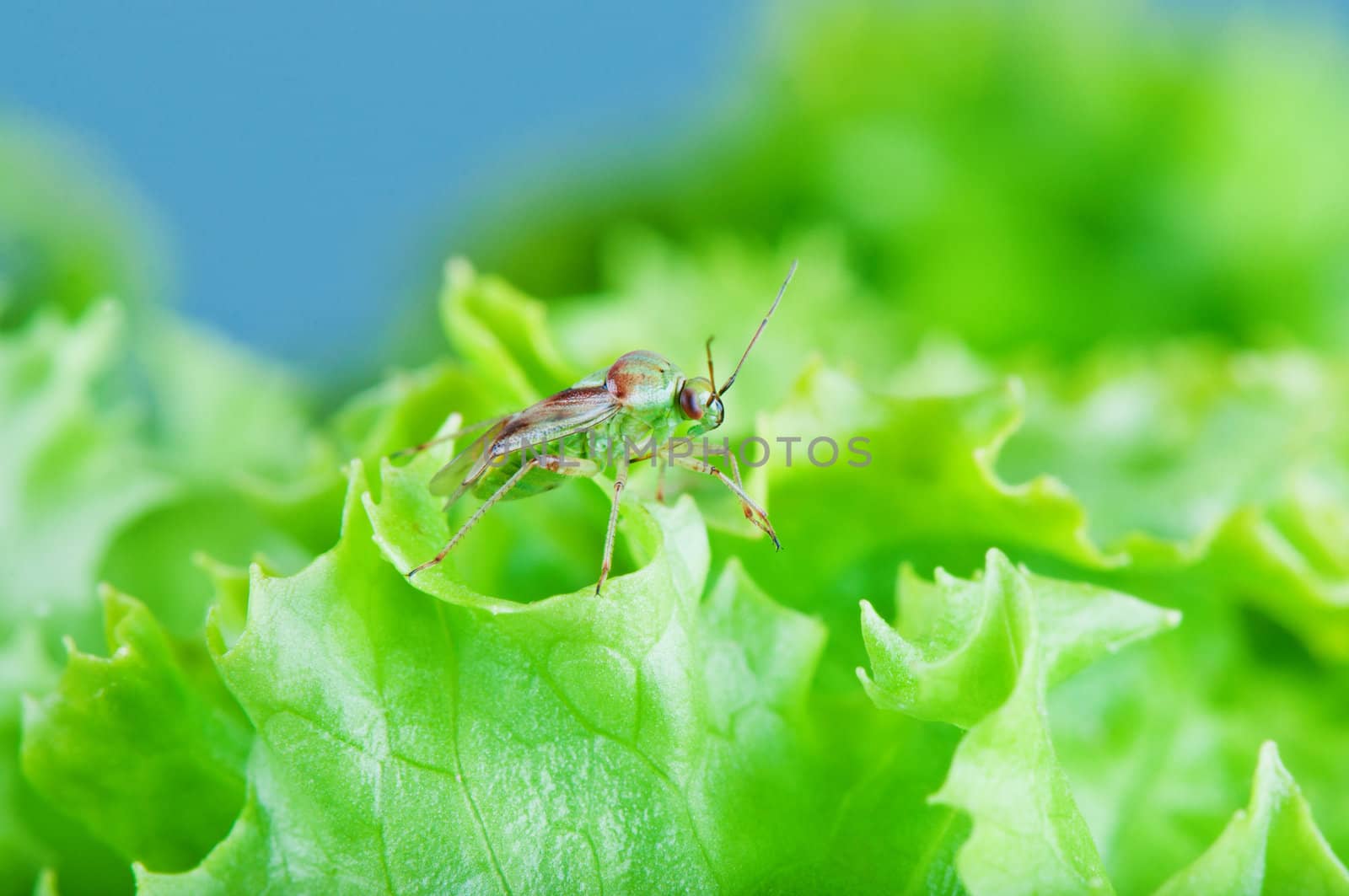Mirid bug front view on a salad leaves close up