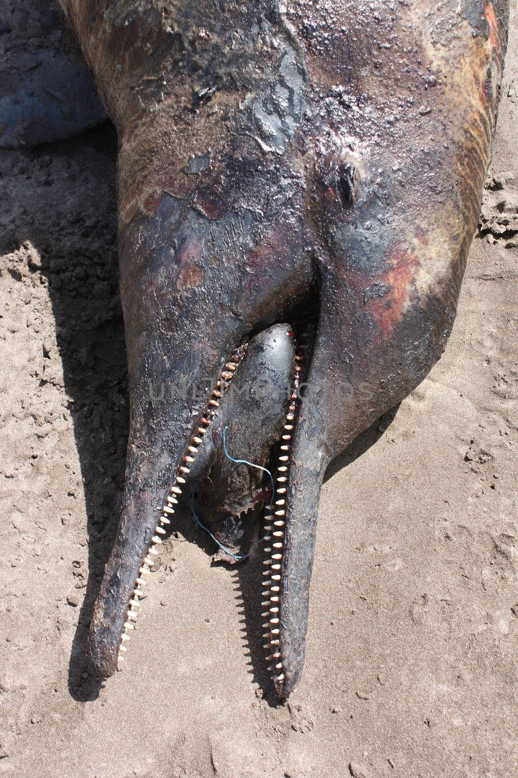 A dead dolphin lies on the beach after swallowing some plastic waste thrown into the sea by humans.