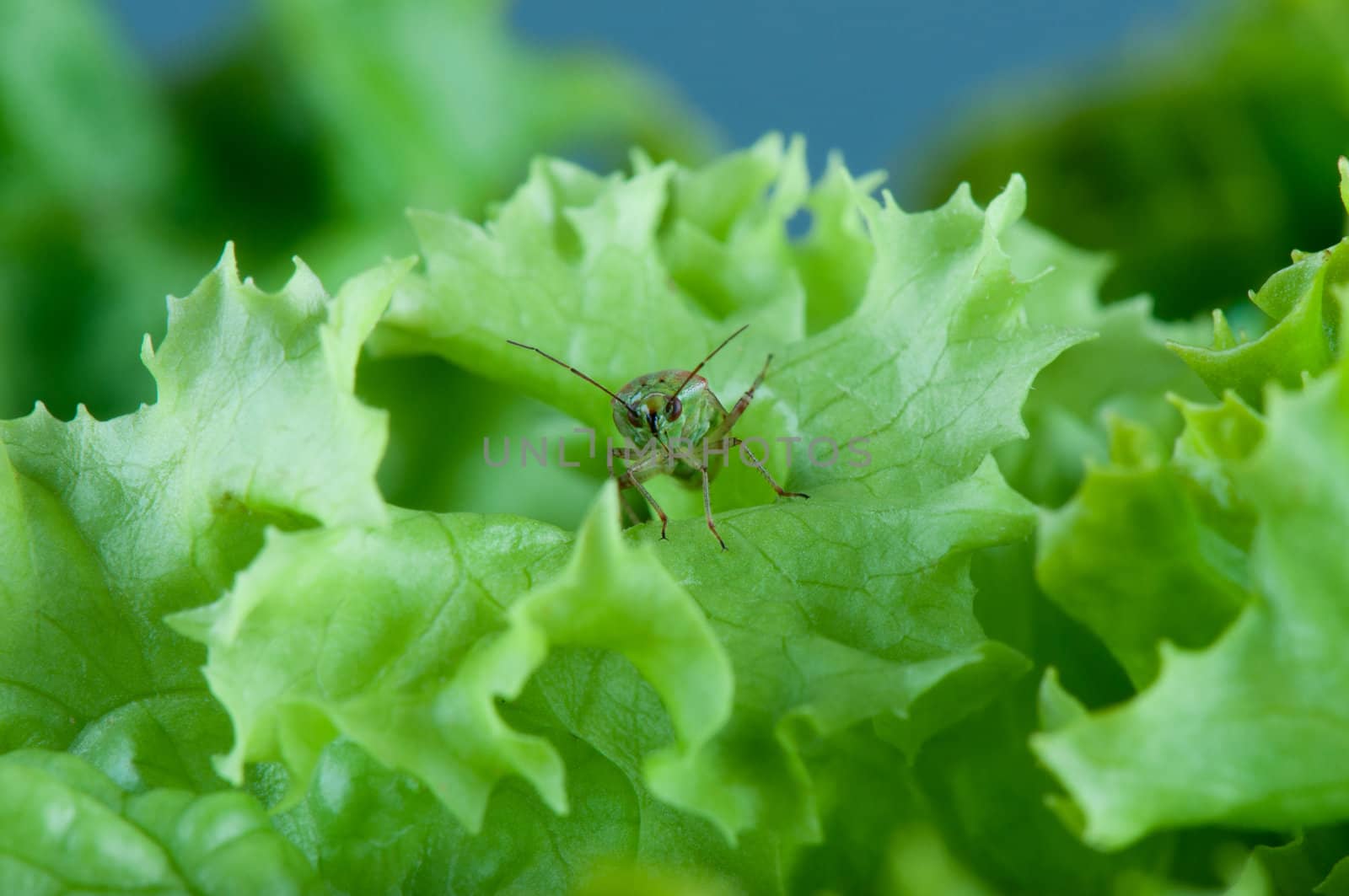 Mirid bug front view on a salad leaves