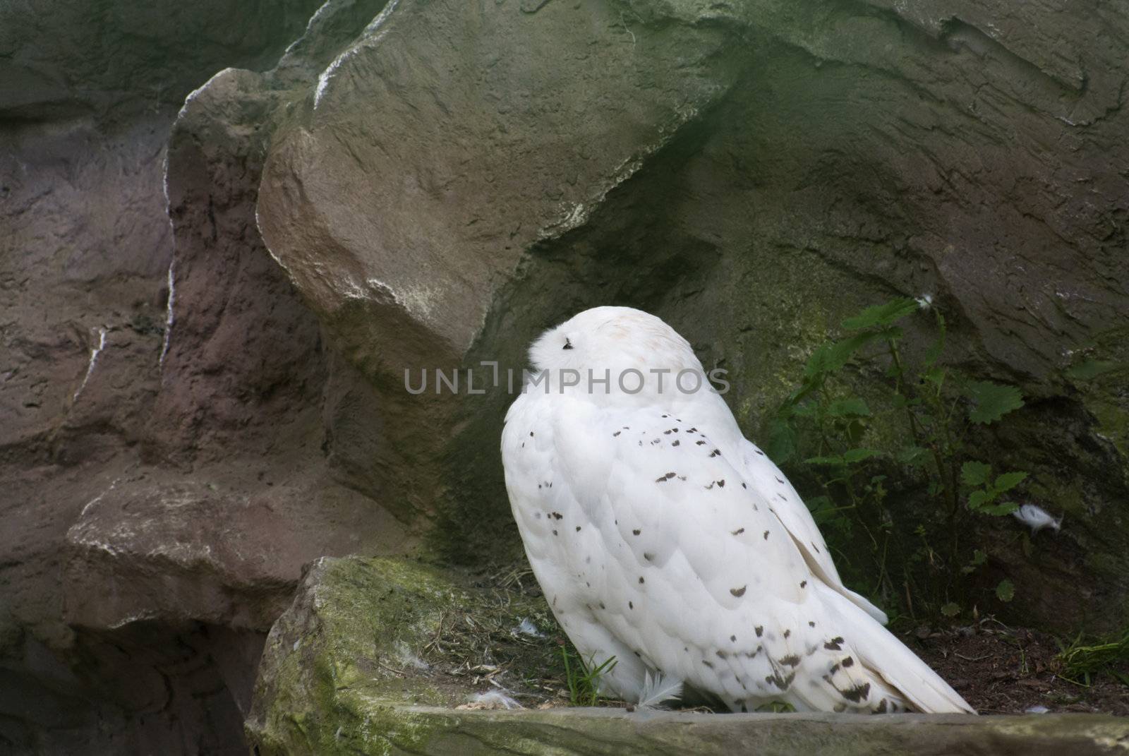 Snowy owl, large owl of the typical owl family Strigidae, sitting among stones.