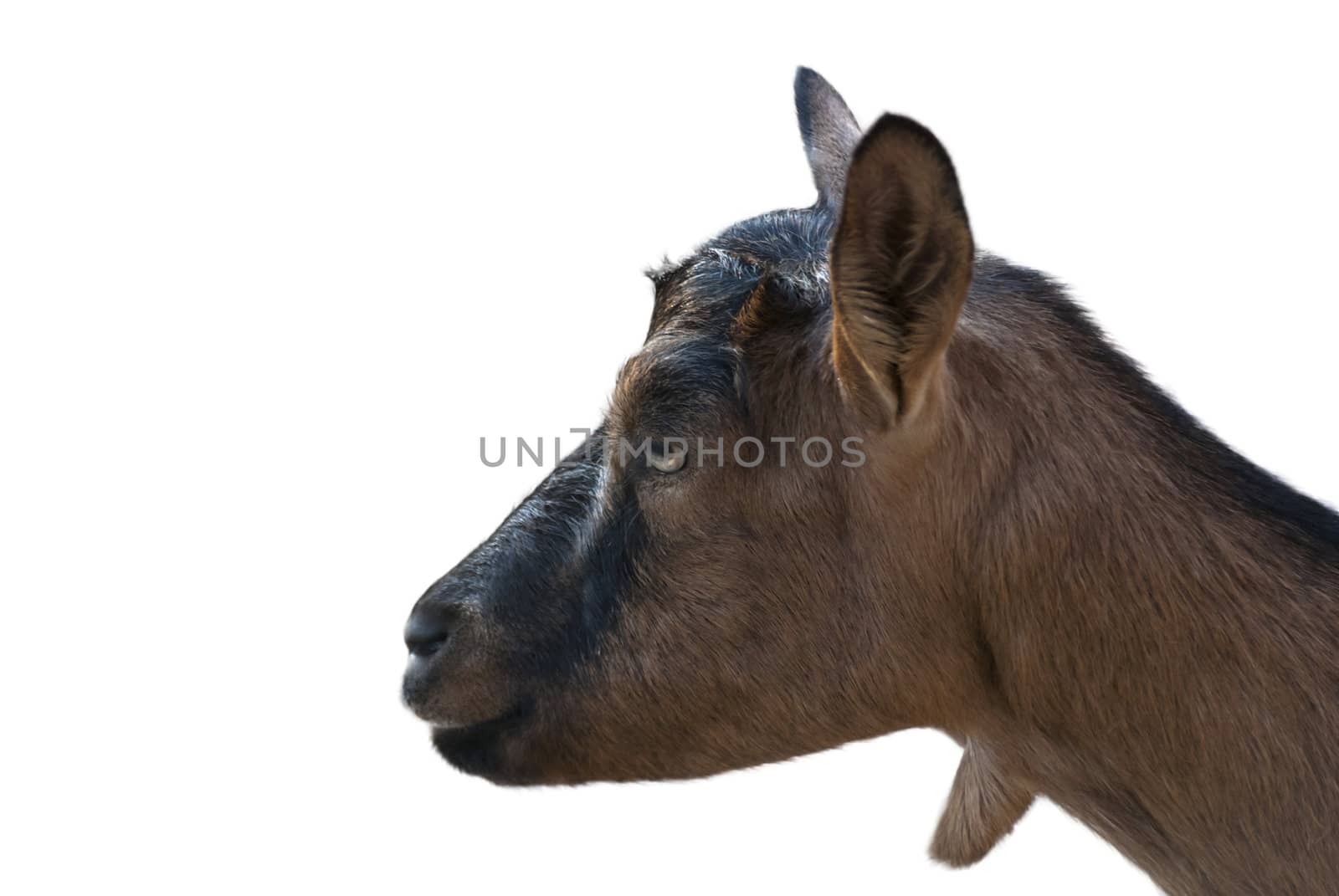 Close up of goat isolated on white background