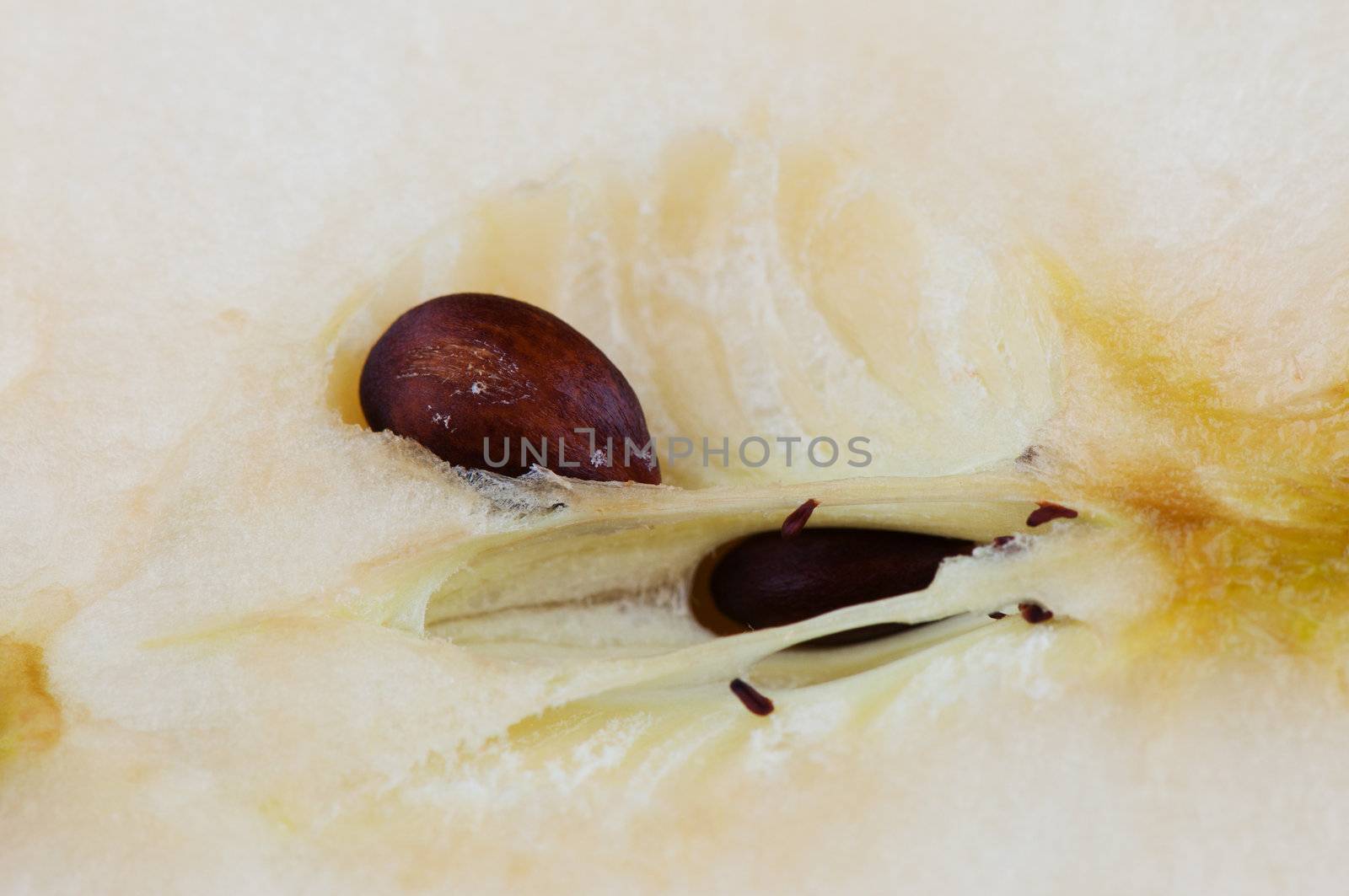 Close up apple seed