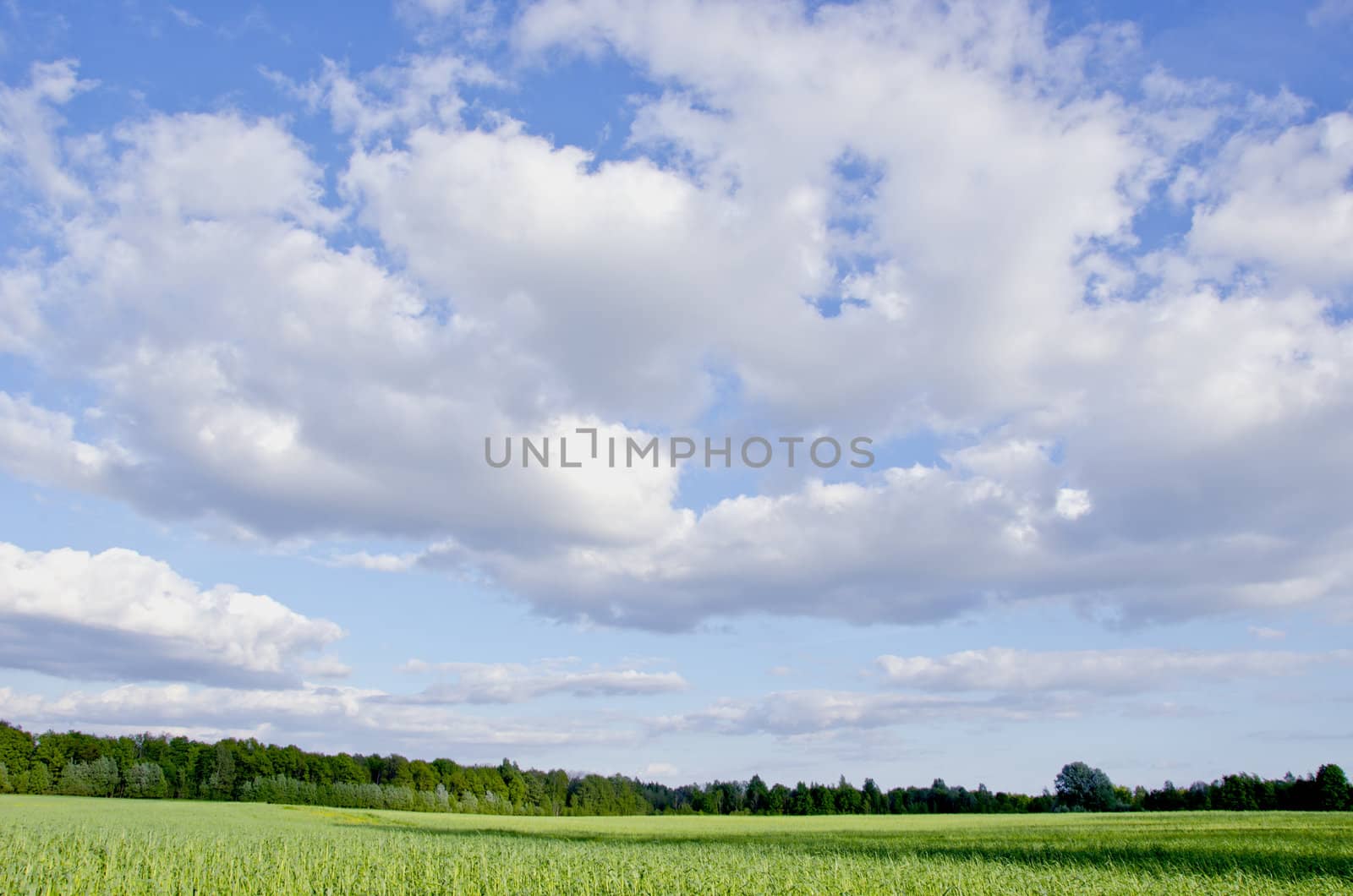 Huge green meadow shadows and forest in distance. Cloudy blue sky.